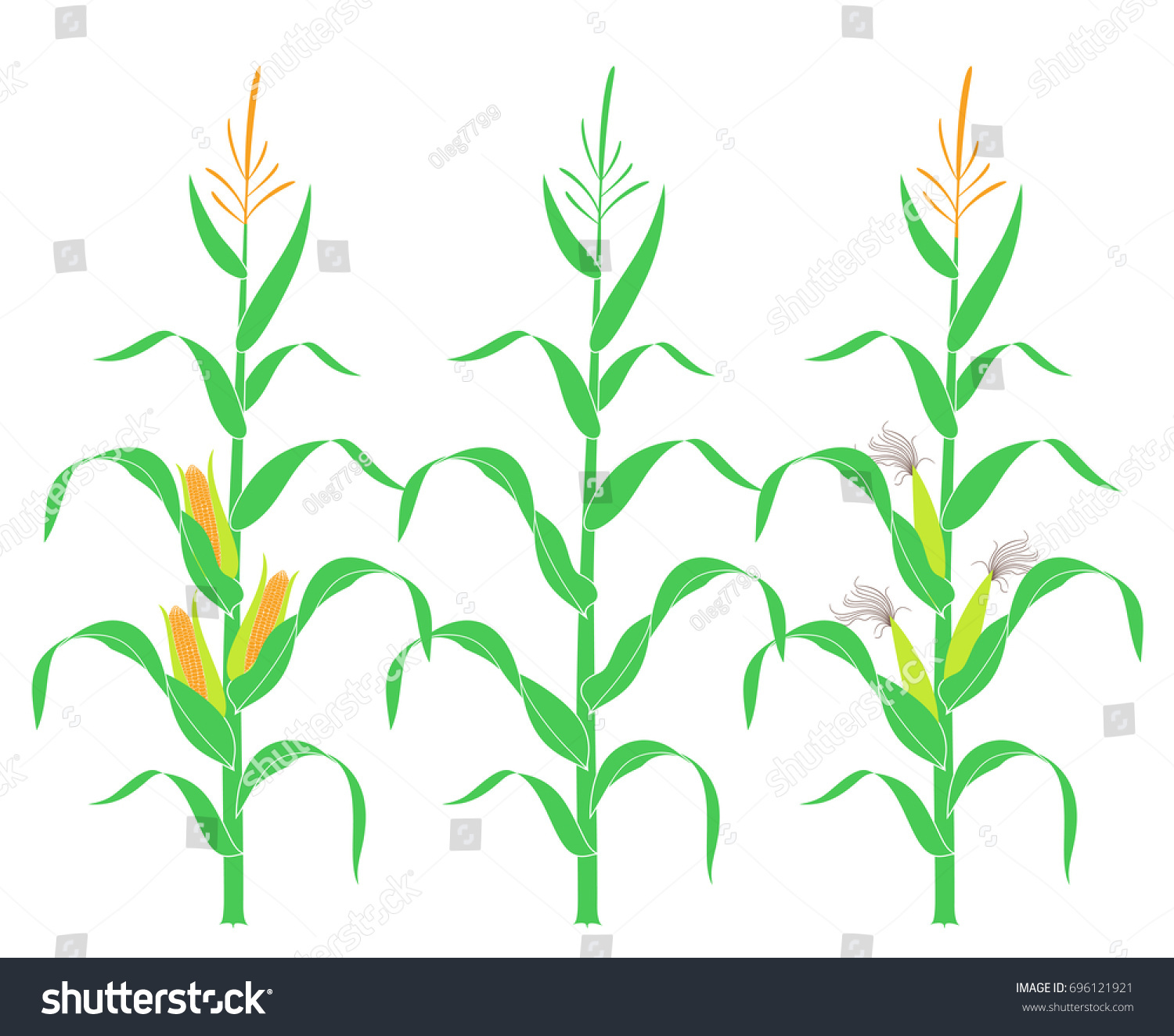 Corn Stalk Isolated Corn On White Stock Vector (Royalty Free) 696121921 ...