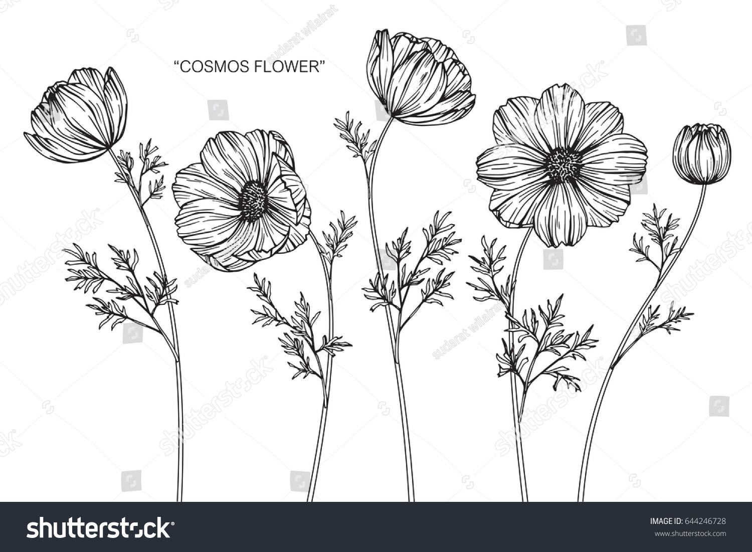 Cosmos Flowers Drawing Sketch Lineart On Stock Vector