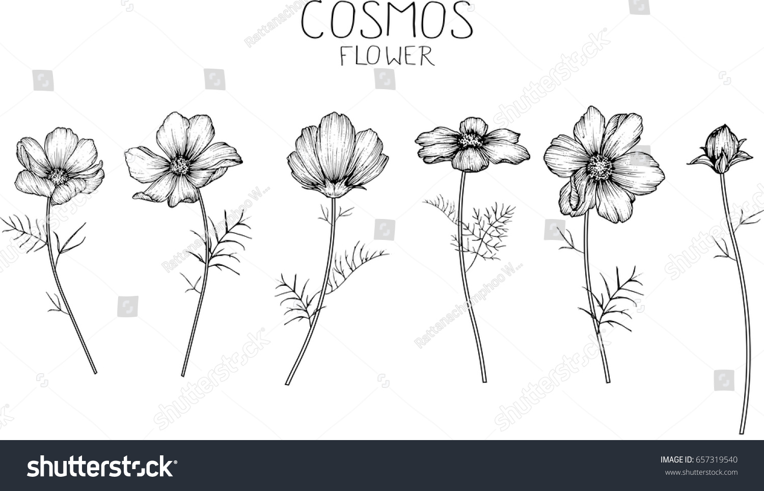 Cosmos Flowers Drawing Sketch Lineart On Stock Vector (Royalty Free