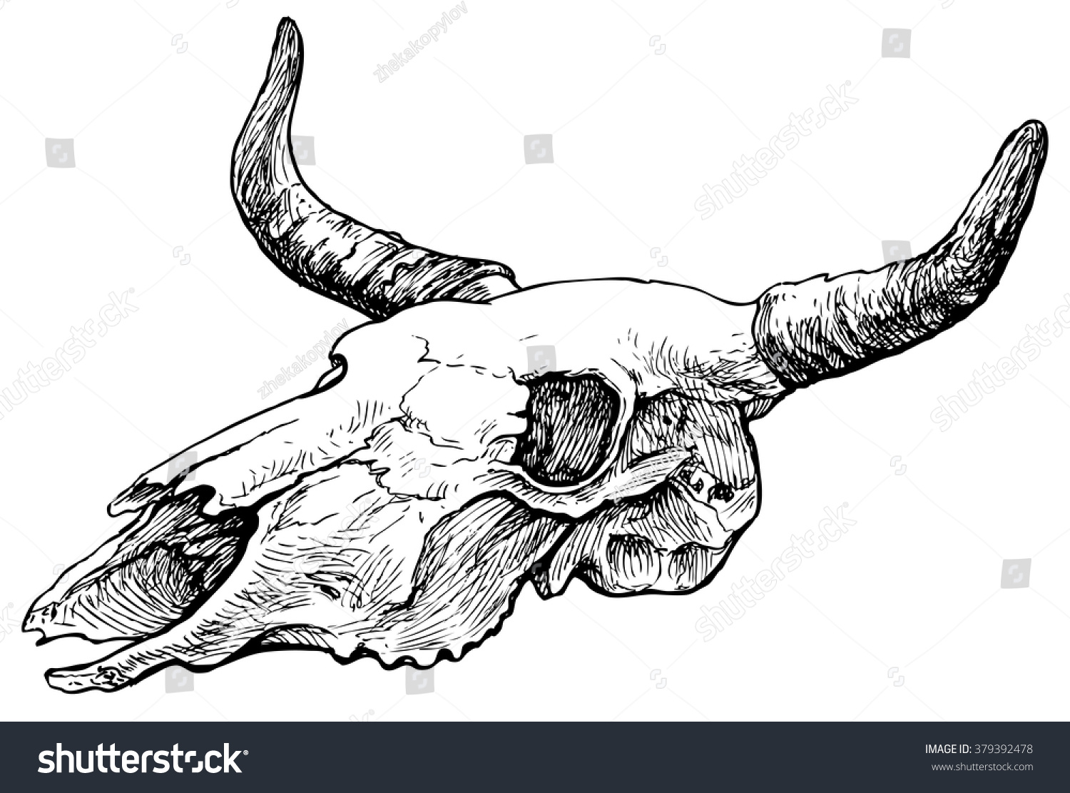 Cow Skull Hand Drawn Vector Illustration Stock Vector 379392478