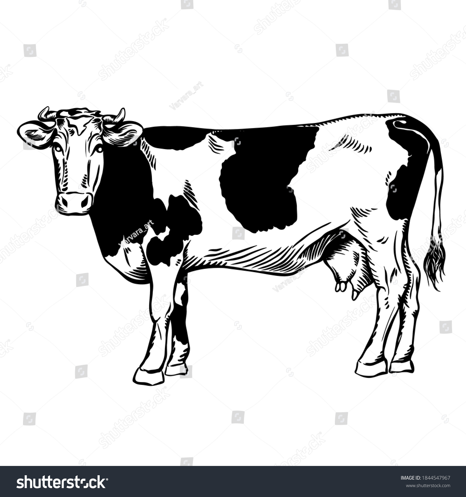 Cow Black Spots Hand Drawing Stock Stock Vector (Royalty Free ...