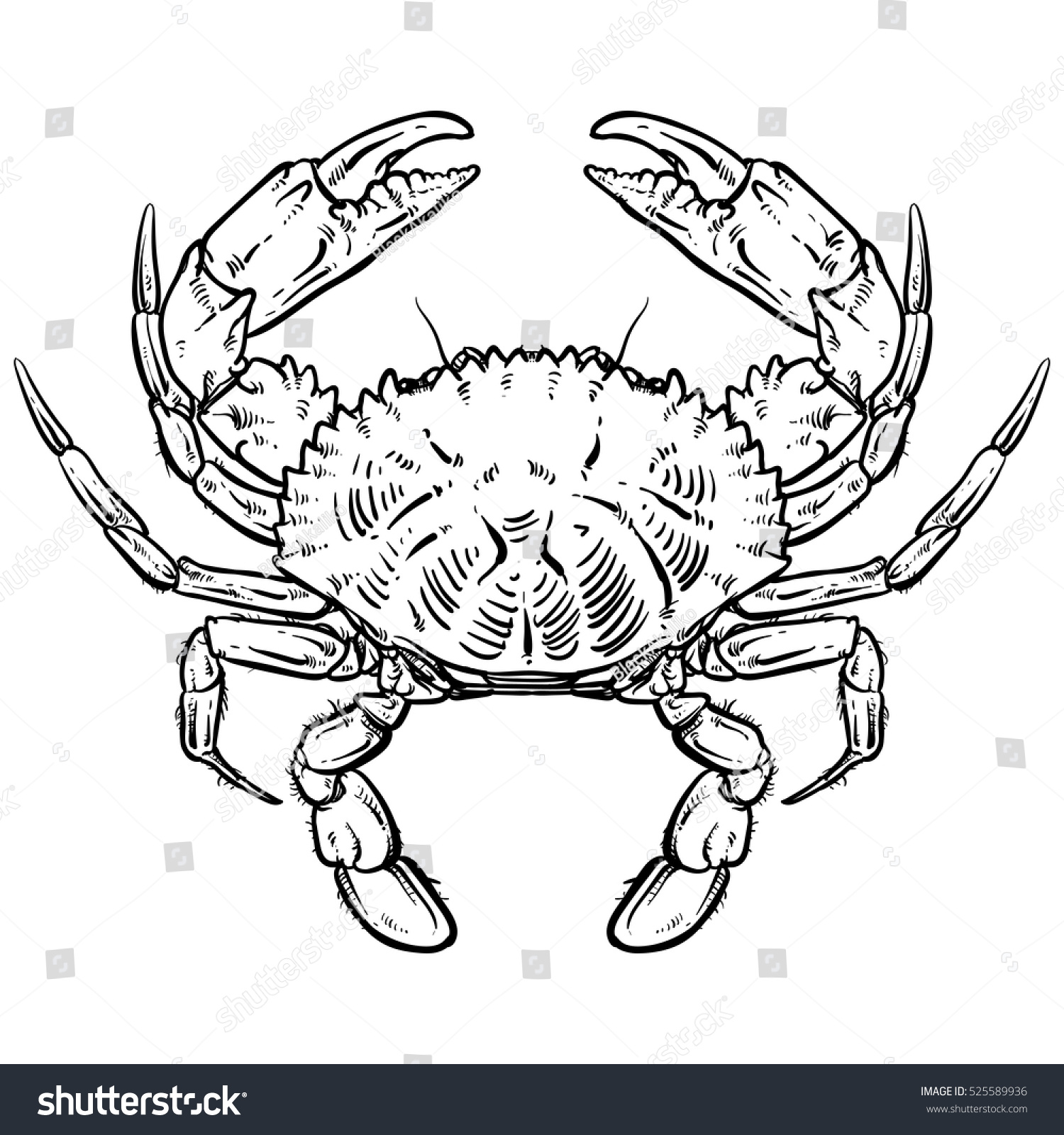 Crab Drawing On White Background Hand Stock Vector (Royalty Free) 525589936