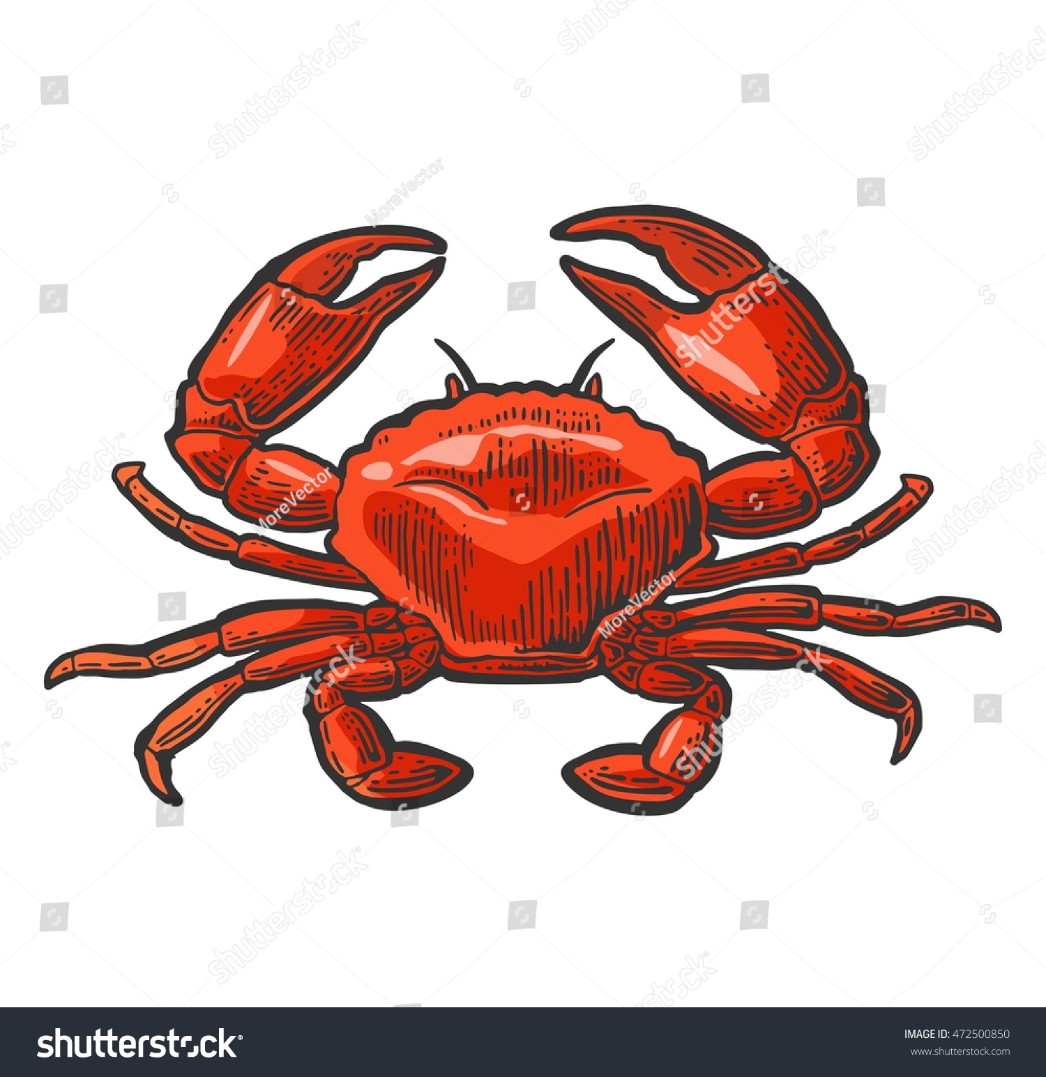 Crab Isolated On White Background Vector Stock Vector Royalty Free 472500850