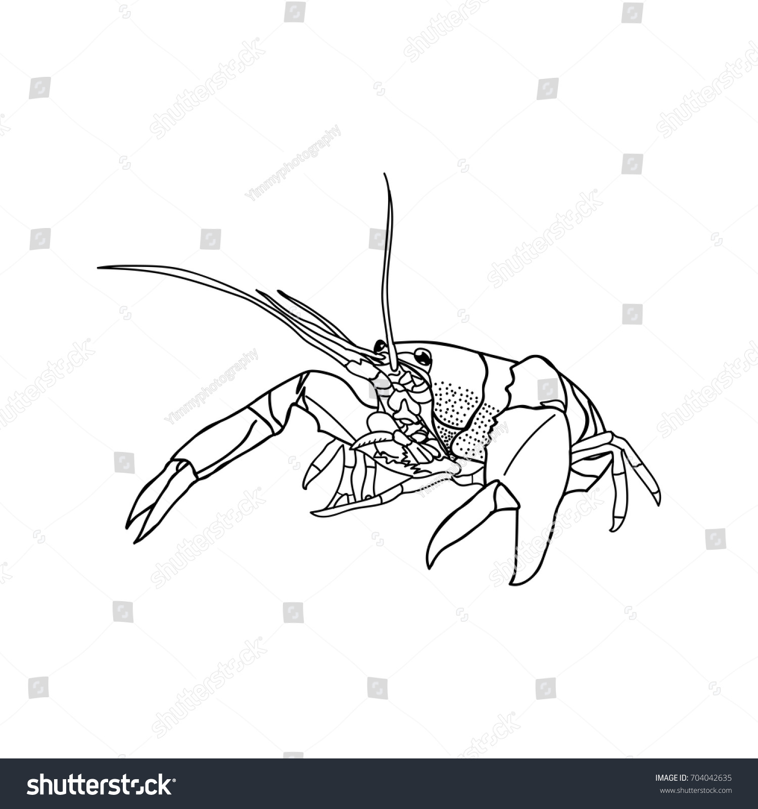 Crayfish Drawing On White Background Hand Stock Vector (Royalty Free