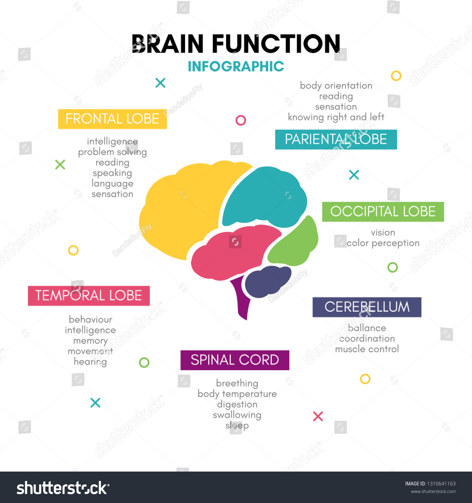 Creative Human Brain Infographic Psychology Concept Stock Vector ...