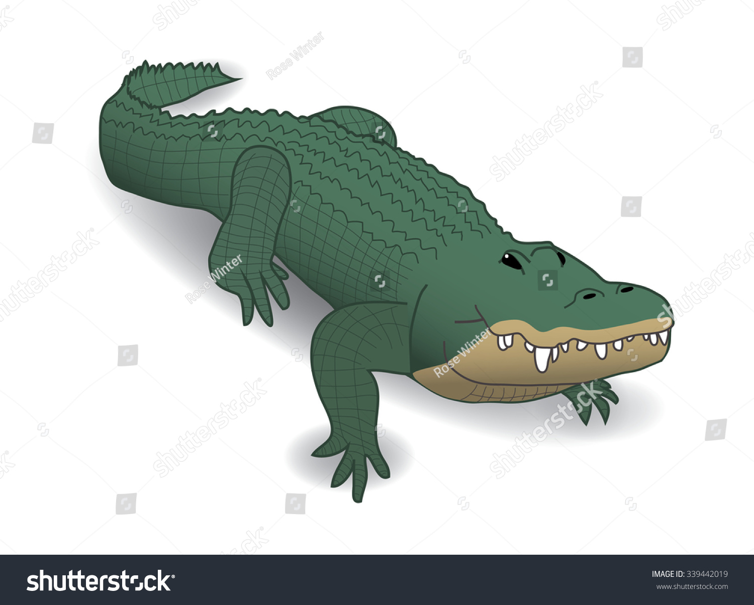 Crocodile Alligator Caiman Sur Fond Blanc Image Vectorielle De Stock Libre De Droits