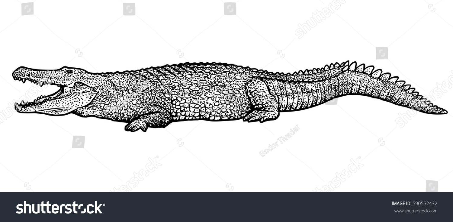 Crocodile Illustration Drawing Engraving Ink Line Stock Vector (Royalty ...