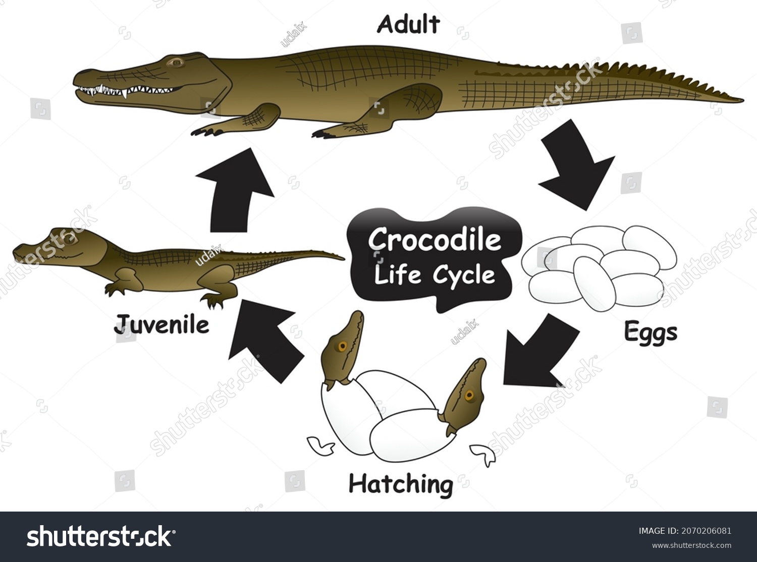 Crocodile Life Cycle