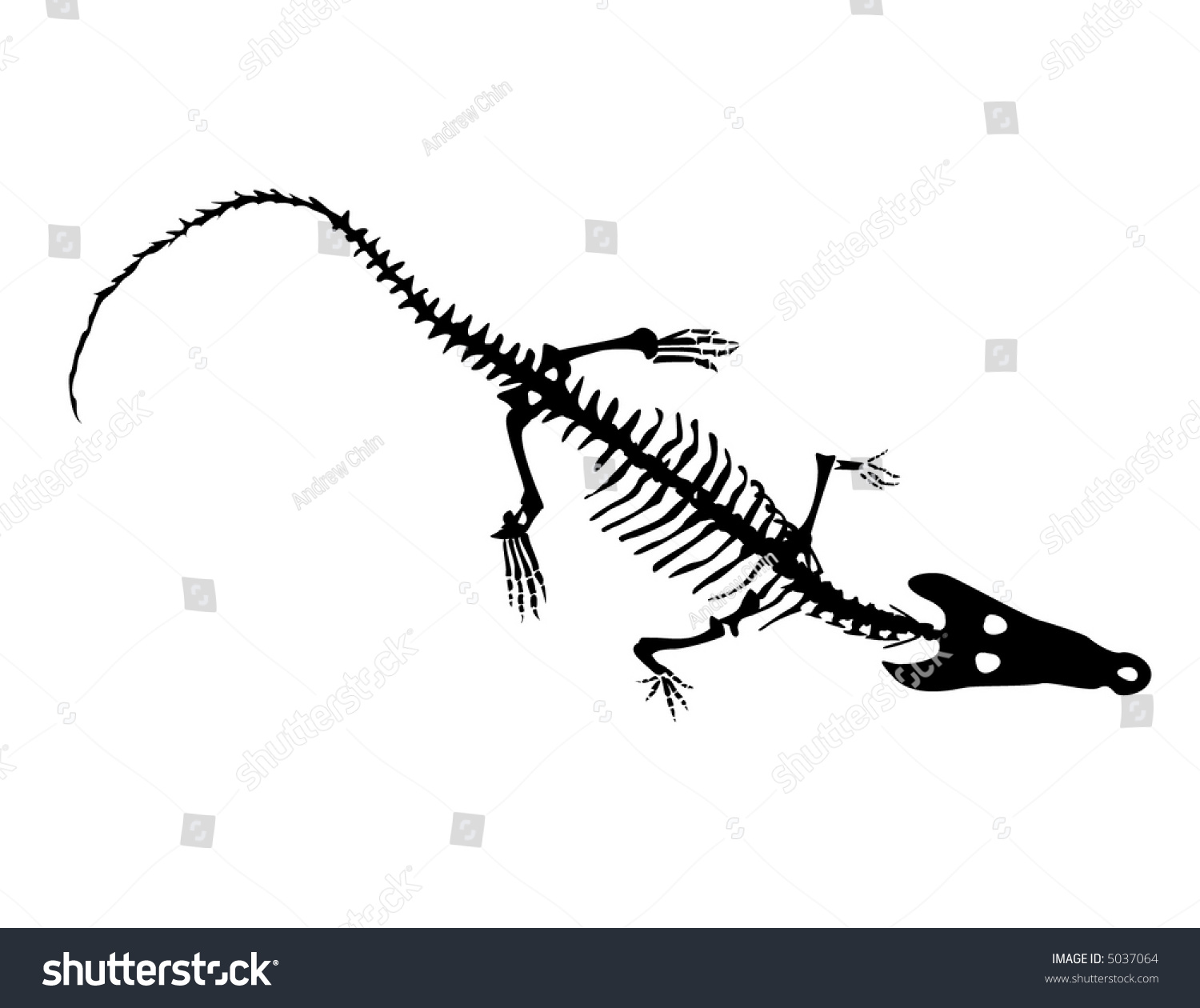 Crocodile Skeleton Stock Vector 5037064 - Shutterstock