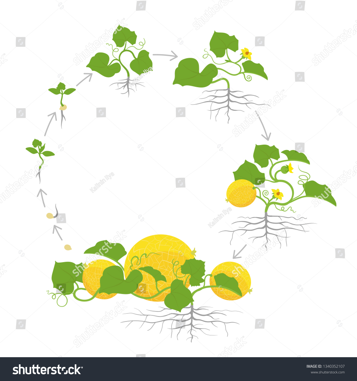 SVG of Crop of melon plant. Circular round growth stages. Vector illustration. Cucumis melo. Melon cantaloupe life cycle. On white background. svg