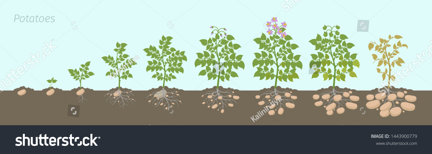 173,518 Plant potato Images, Stock Photos & Vectors | Shutterstock