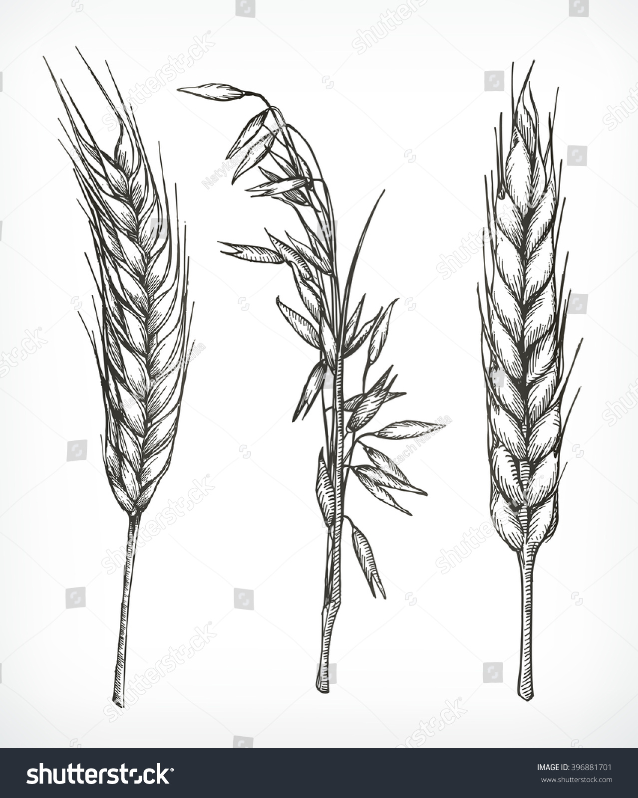 Featured image of post Drawing Of Barley Crop How to draw barley from brawl stars cute easy drawings tutorial for beginners best brawlerslearn how to draw barley from brawl stars super easy step by