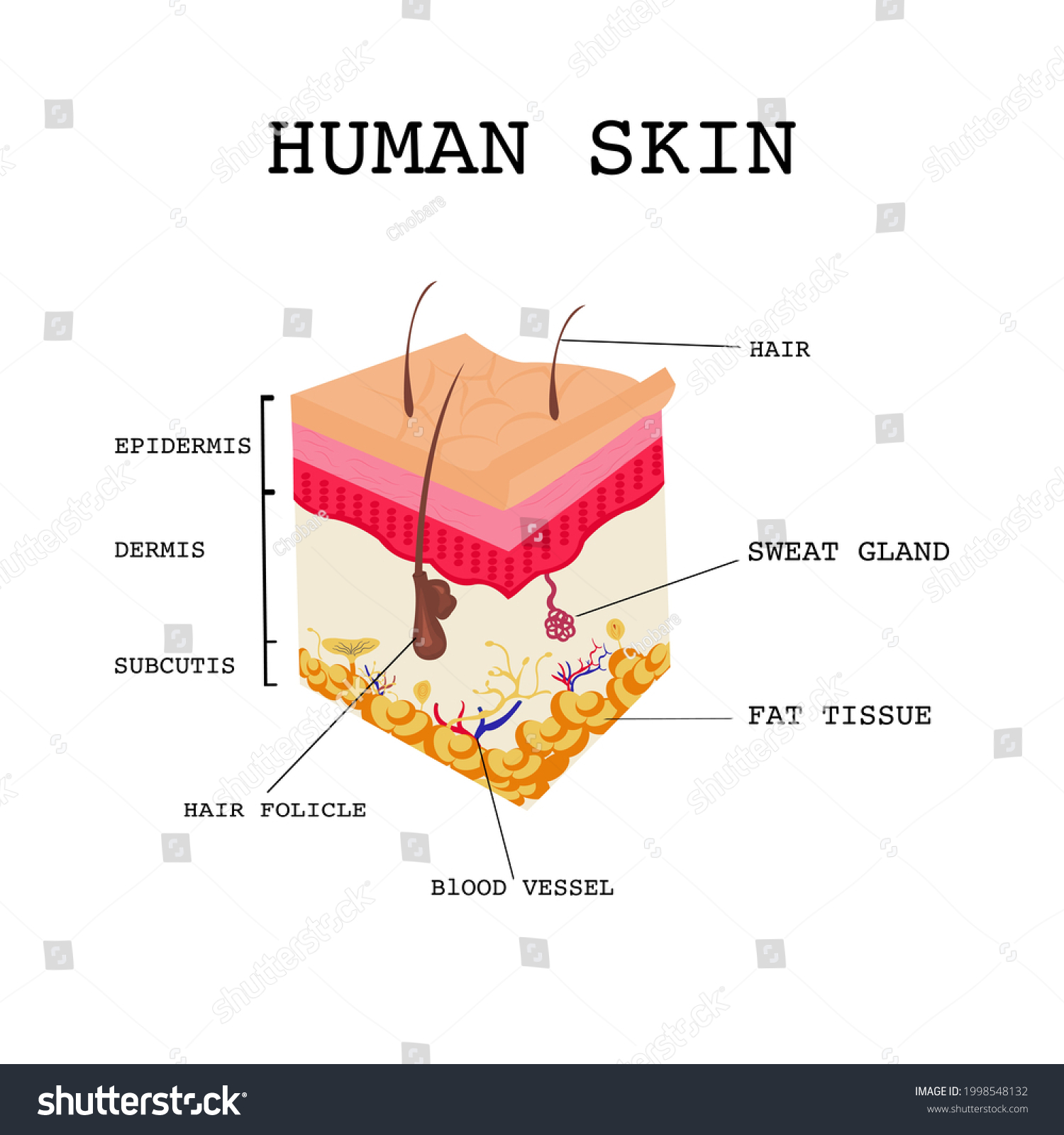 Cross Section Human Skin Layered Epidermis Stock Vector (royalty Free 