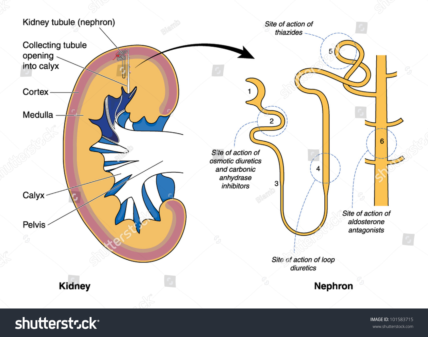 Cross Section Kidney Sites Drug Action Stock Vector 101583715 ...