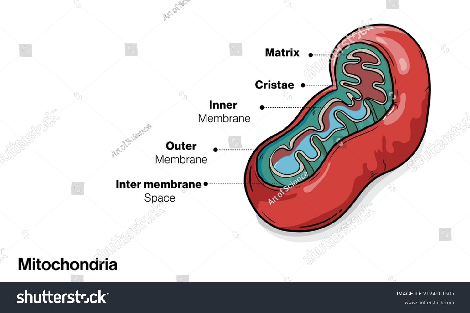 Cross Section Labelled Mitochondria White Background Stock Vector ...