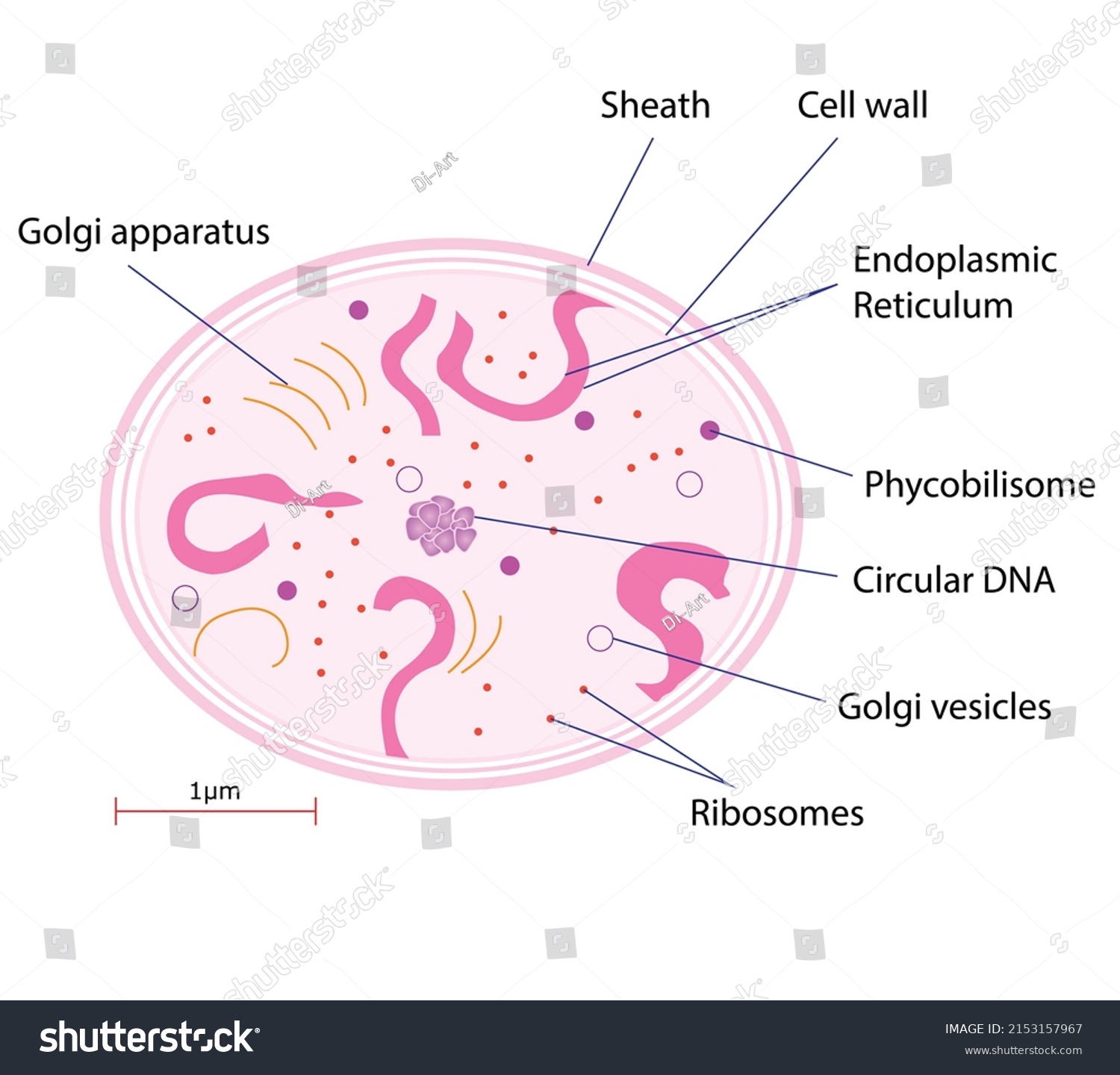 Crosssection Through Cyanobacteria Cell Diagram Stock Vector (Royalty ...