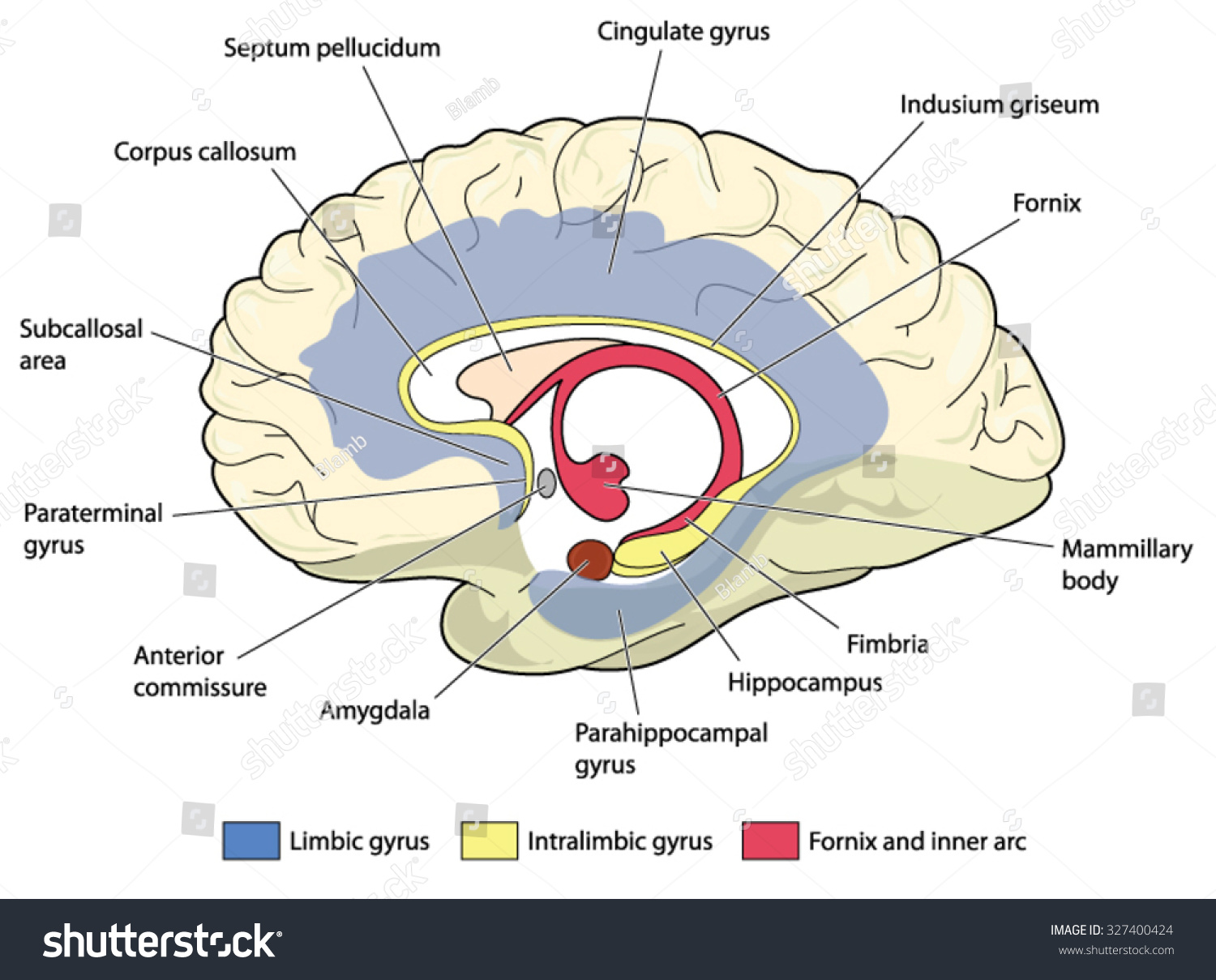 SVG of Cross section through the brain showing the limbic system and all related structures svg