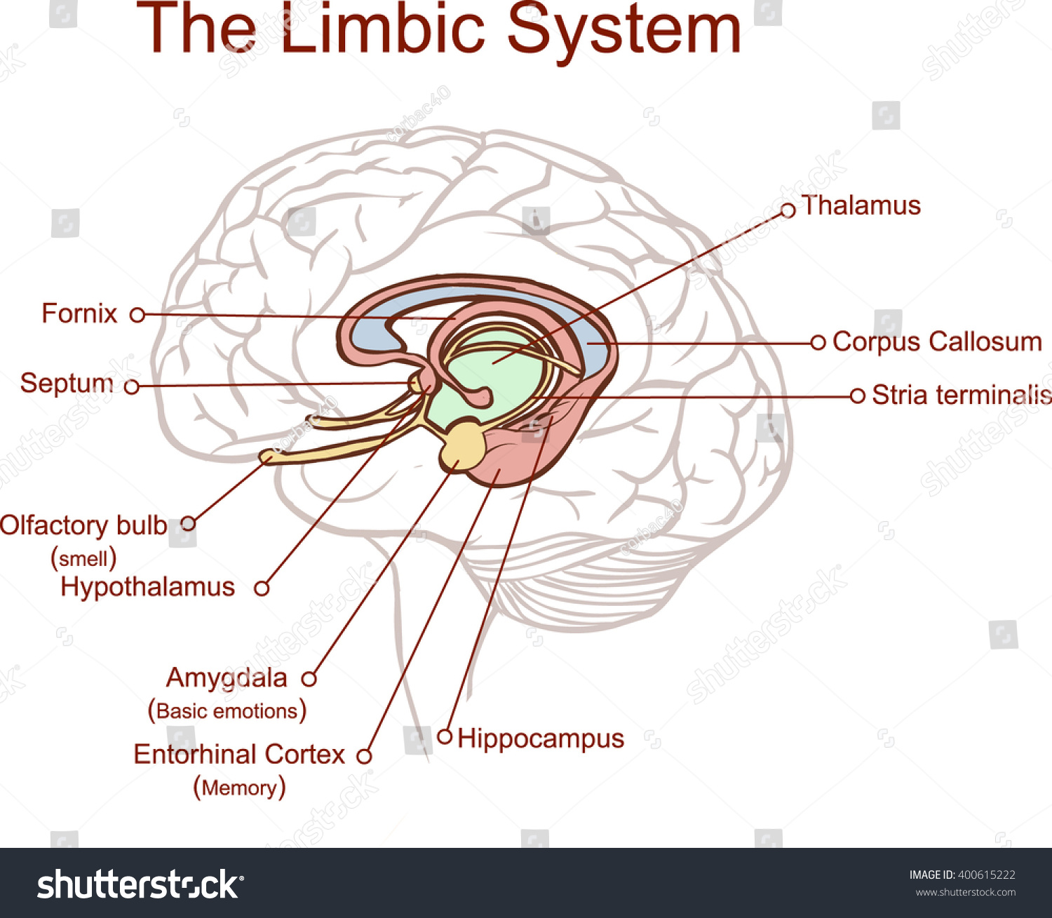 SVG of Cross section through the brain showing the limbic system and all related structures svg