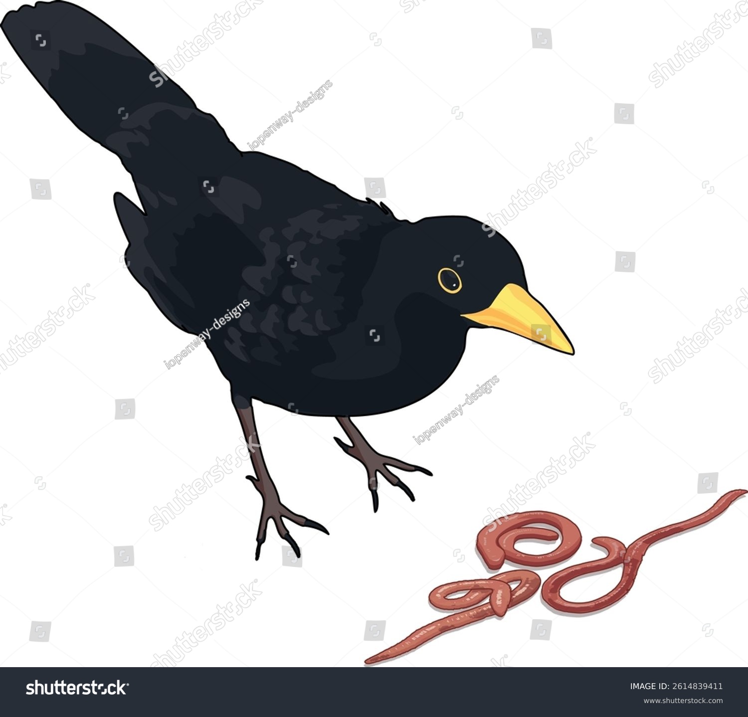black bird looking at worms clip art preview