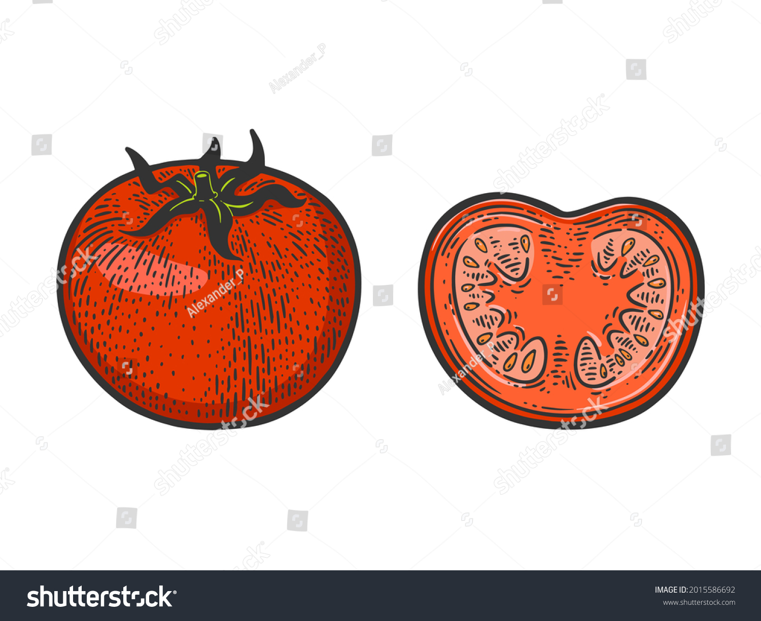 Cut Tomato Color Sketch Engraving Vector Stock Vector (Royalty Free ...