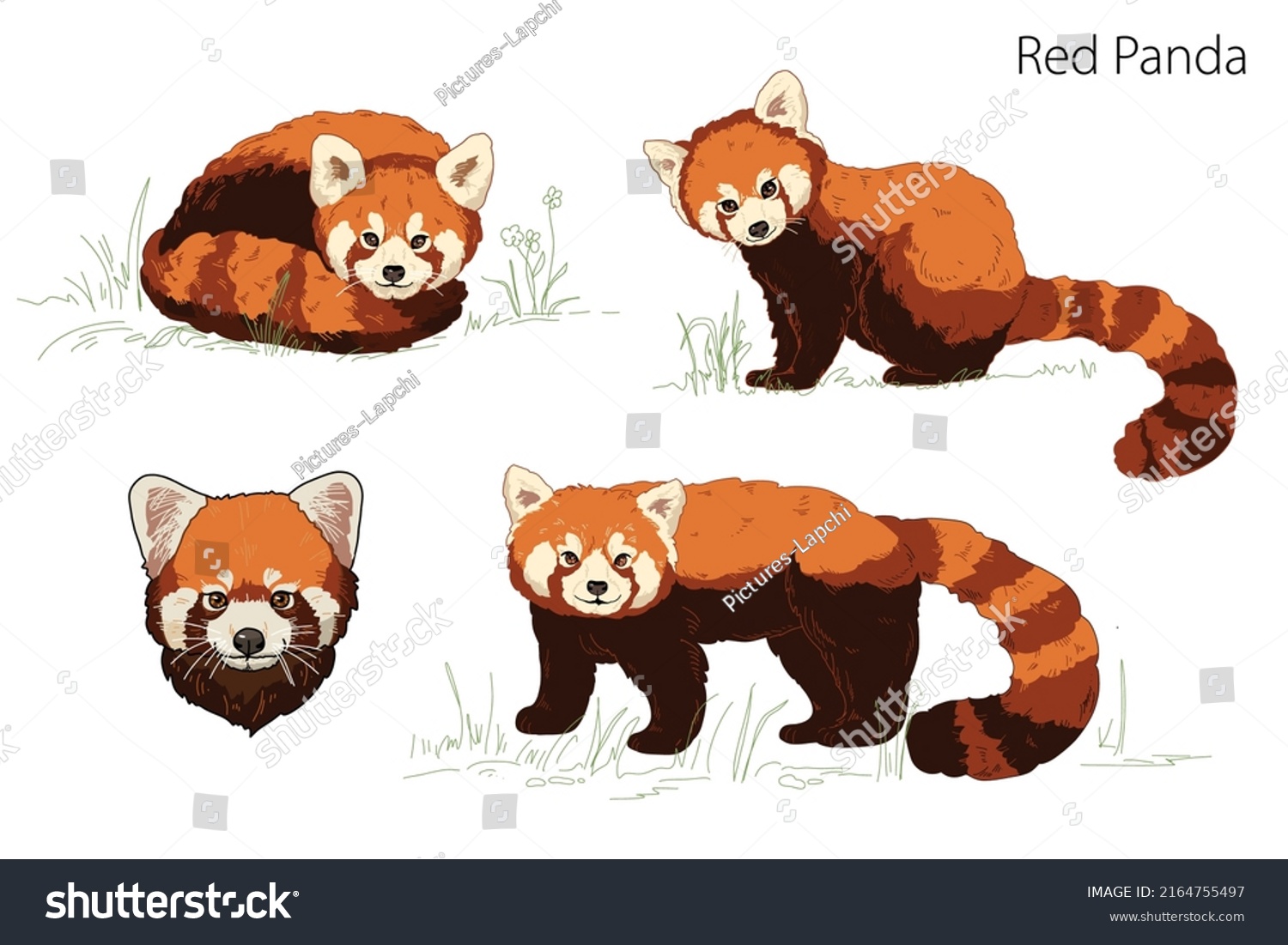 SVG of Cute adorable red panda is lying? standing, sitting, panda head cartoon animal character design flat illustration in vector style on white background Vector svg