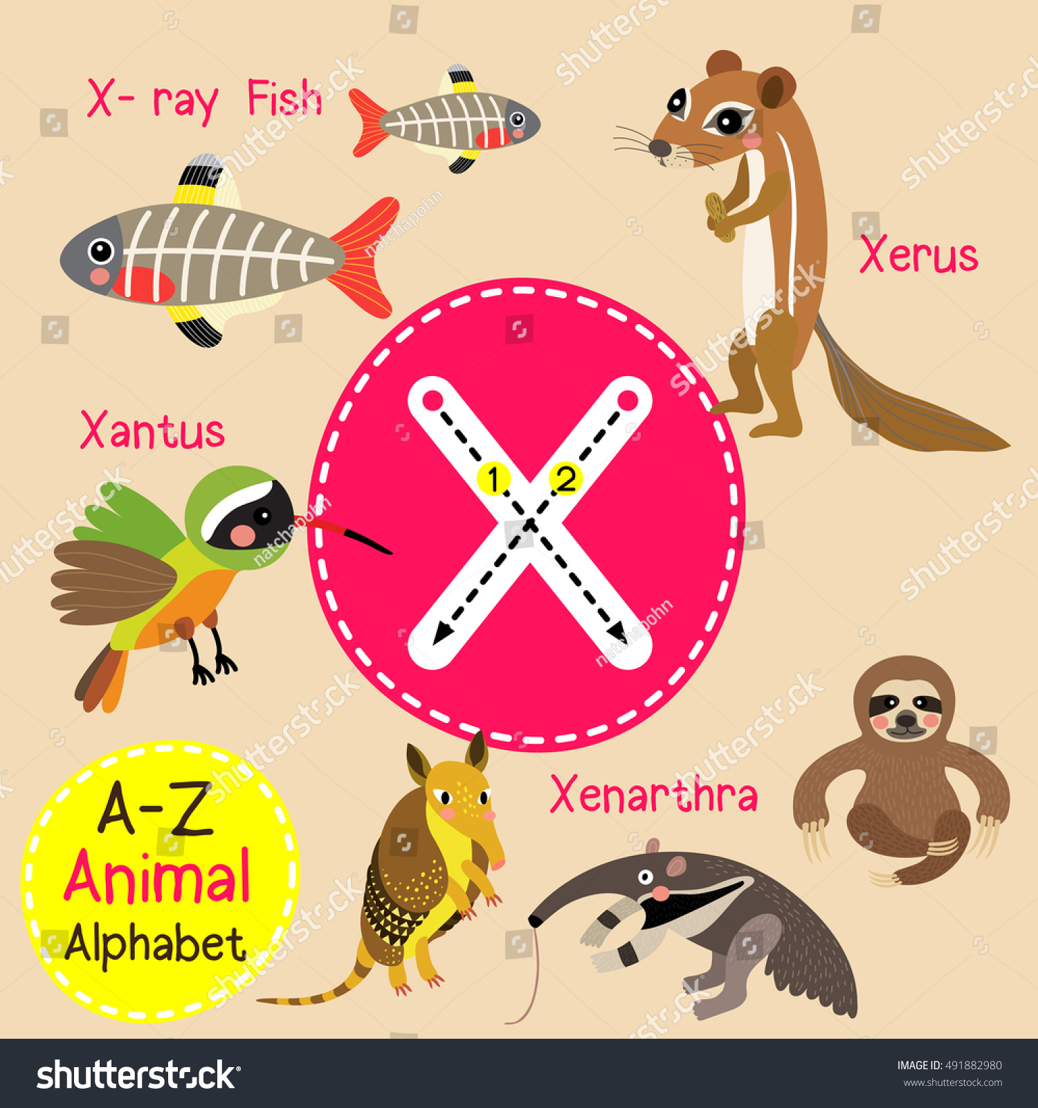 Cute Children Zoo Alphabet X Letter Stock Vector (Royalty Free) 491882980