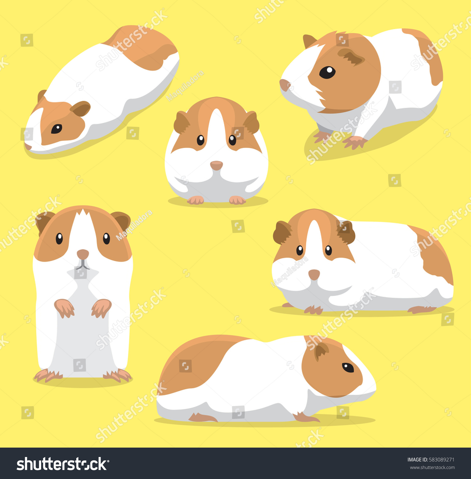 photo Cartoon Cute Guinea Pig Pictures https www shutterstock com image vector cute guinea pig poses cartoon vector 583089271