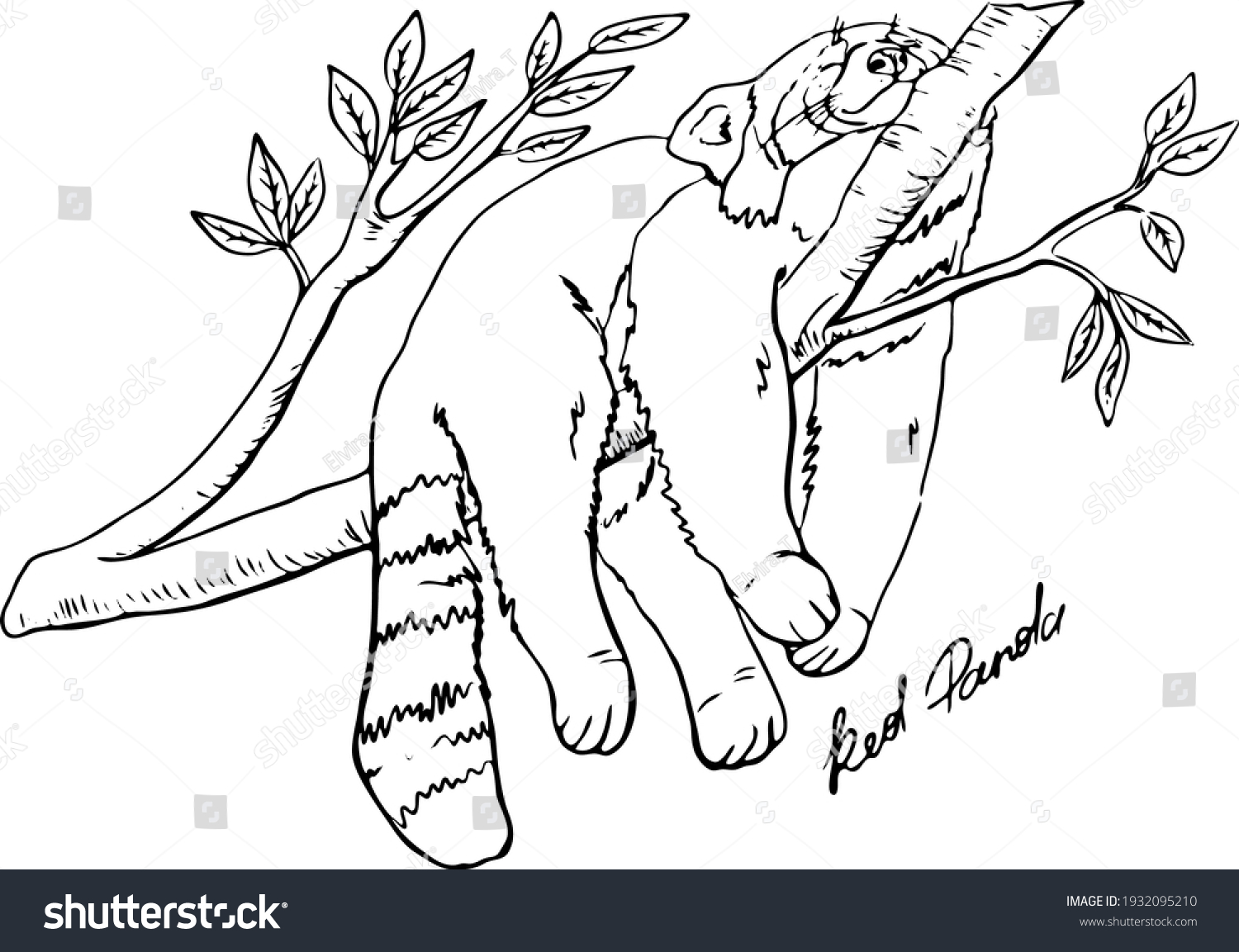SVG of cute happy red panda lying on a branch with eyes closed and enjoying the rest, contour black and white hand drawing, coloring book svg