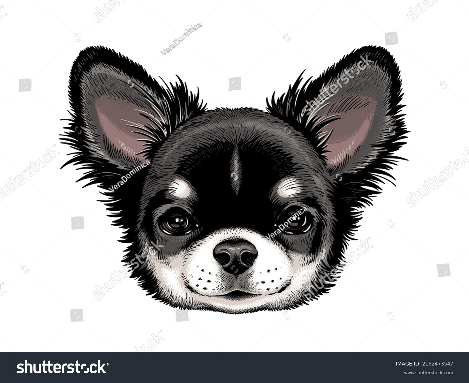 Cute Long Haired Chihuahua Sketch Realistic Stock Vector Royalty Free