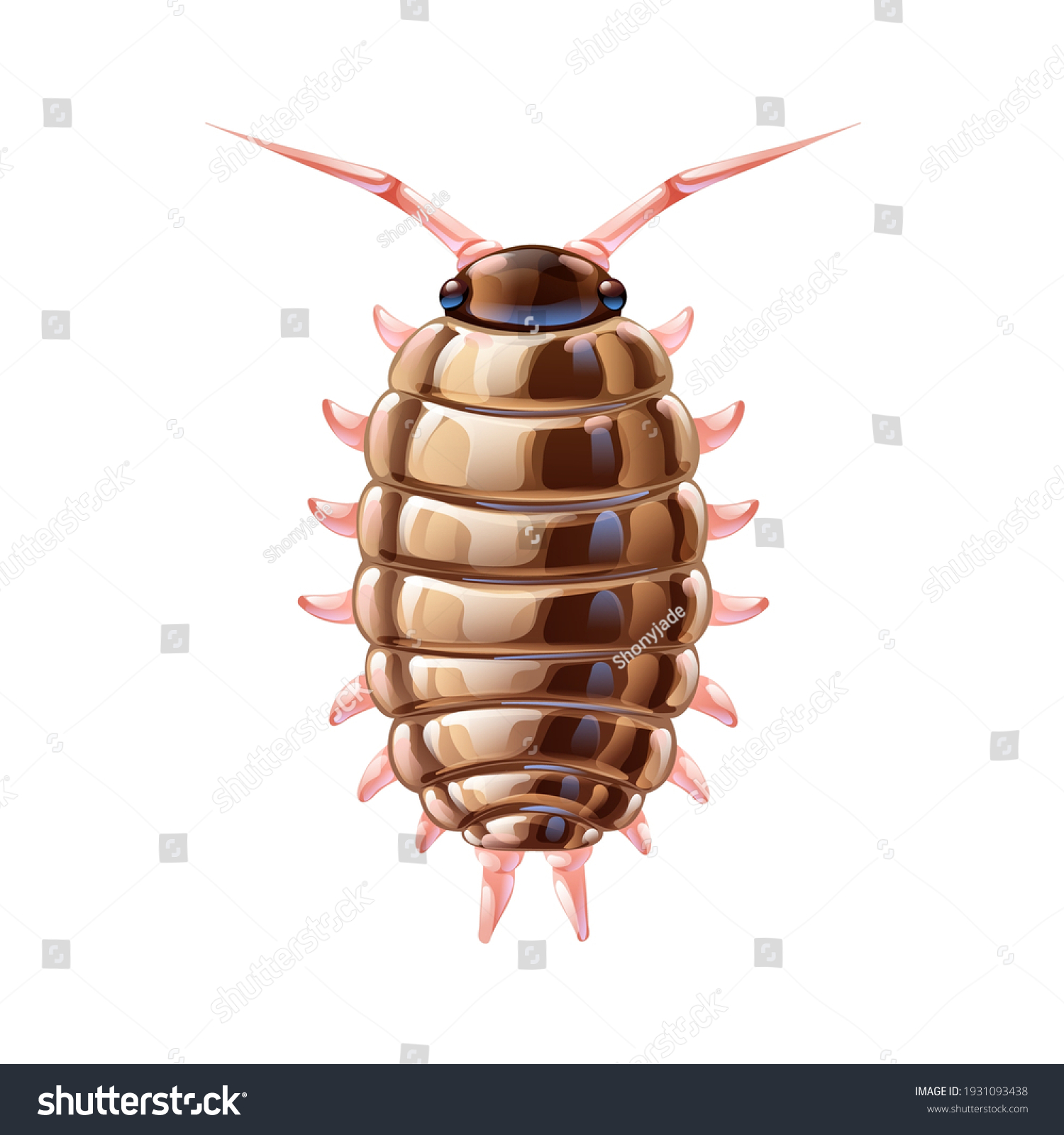 1 Skirted wood louse Images, Stock Photos & Vectors | Shutterstock