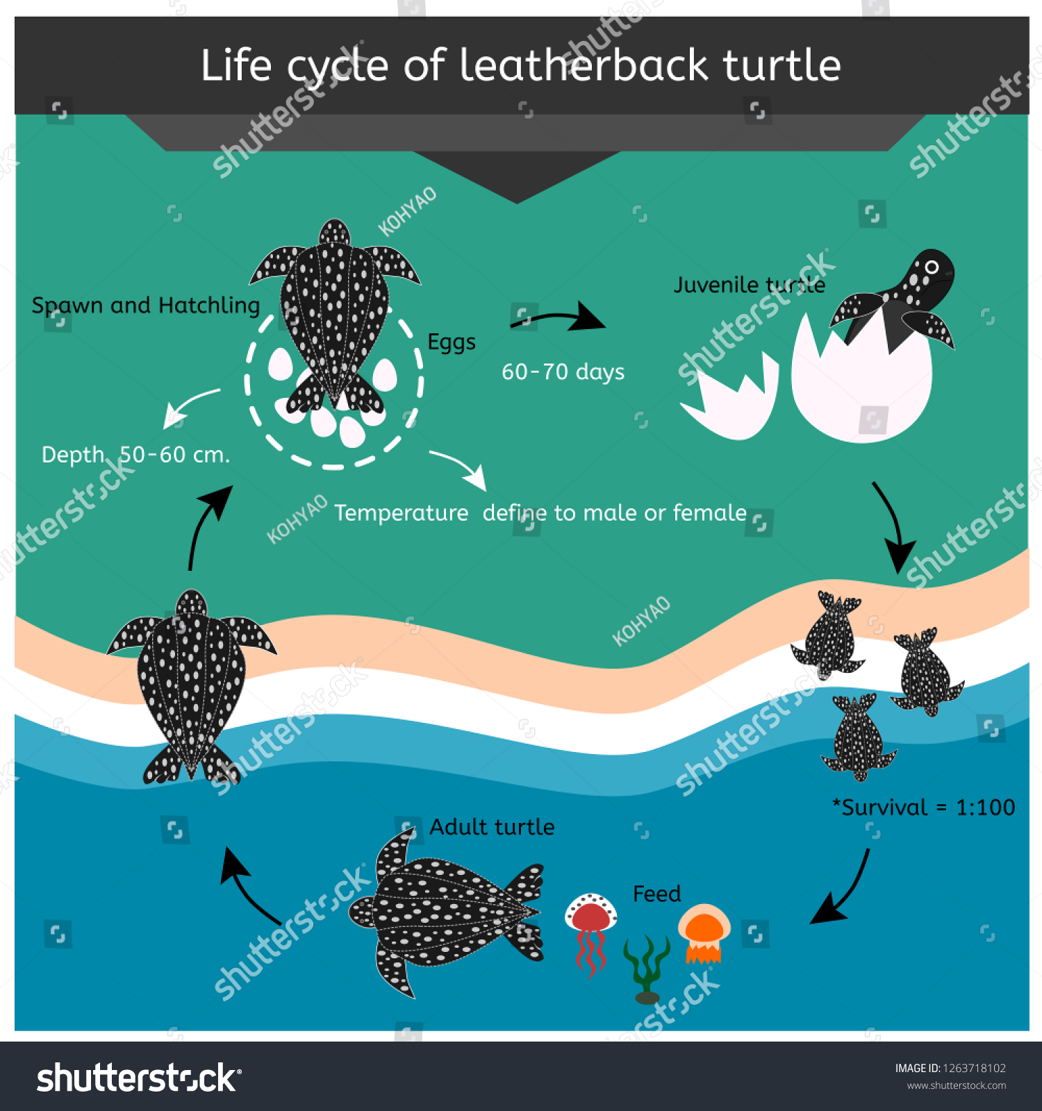 Cycle Life Leatherback Turtle Biggest Turtle Stock Vector Royalty Free 1263718102