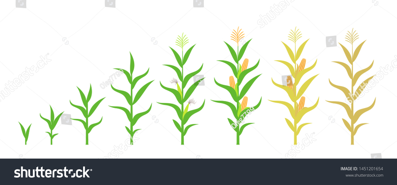 Cycle Growth Corn Isolated Corn On Stock Vector (Royalty Free) 1451201654