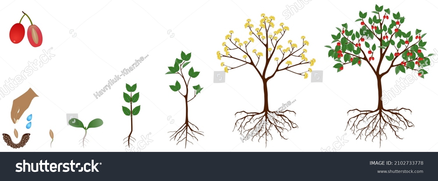 SVG of Cycle of growth of dogwood plant on a white background. svg