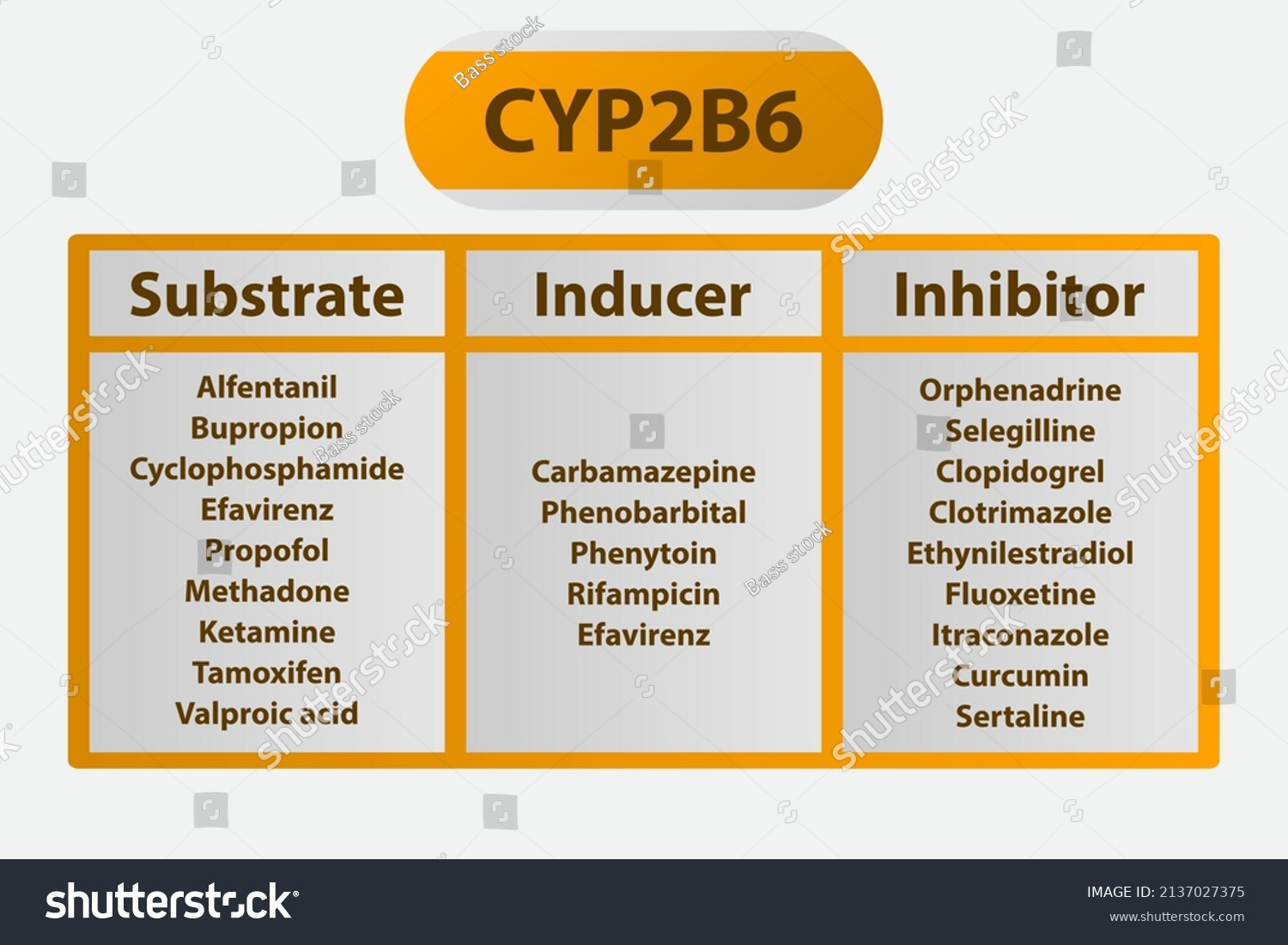 Cyp2b6 Cytochrome P450 Enzyme Pharmaceutical Substrates Stock Vector Royalty Free 2137027375