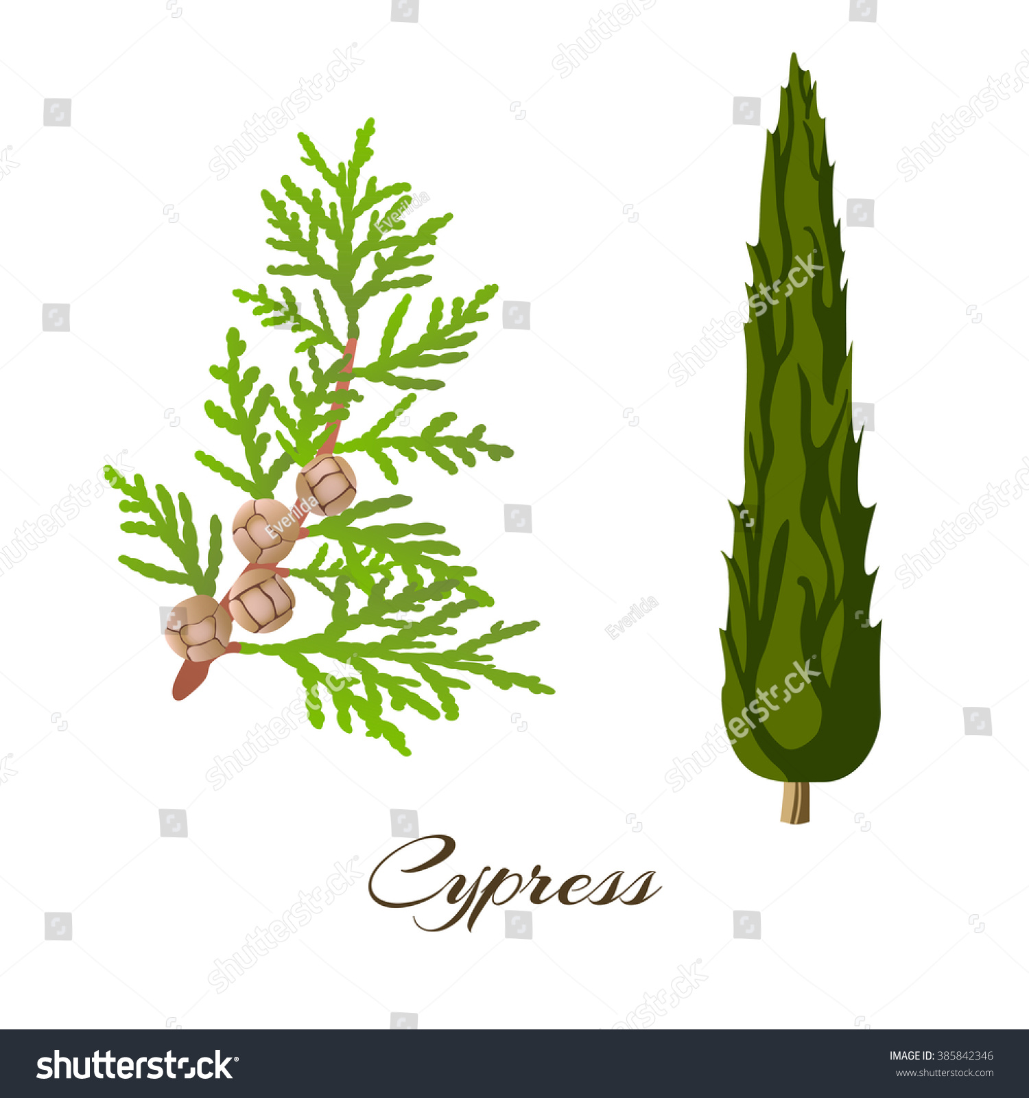 SVG of Cypress branch (Cupressus sempervirens) and tree. Vector illustration. svg