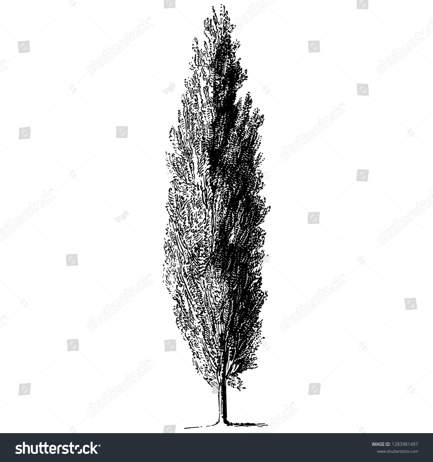 SVG of Cypress Tree Engraving Vintage Vector Illustration svg