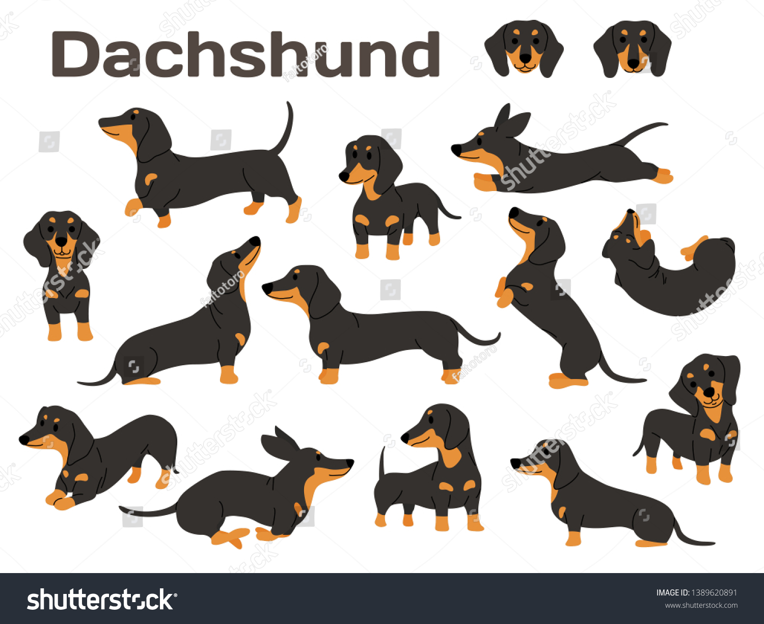 SVG of dachshund illustration,dog poses,dog breed,dachshund in action svg
