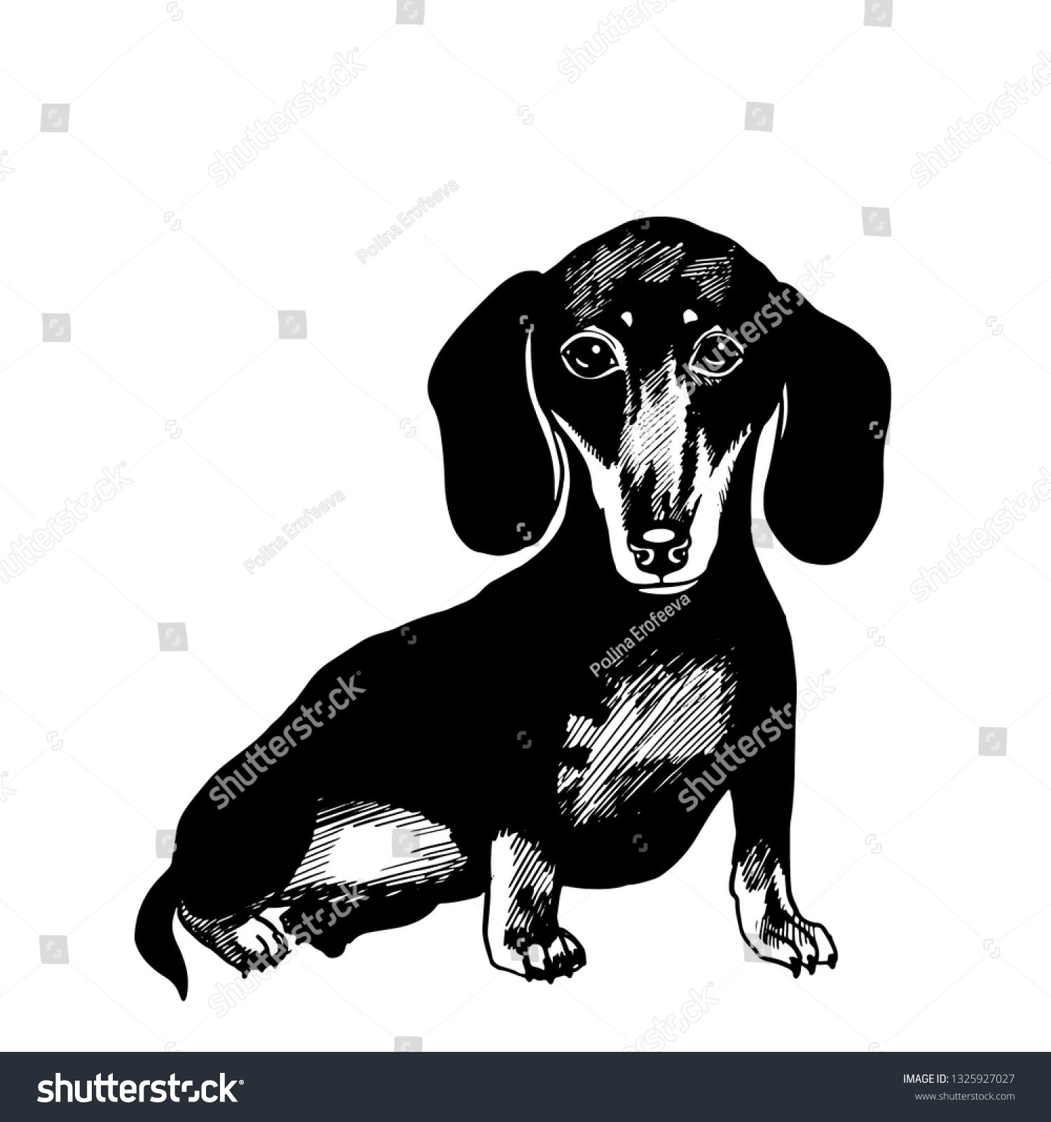 SVG of Dachshund in a bow tie. Vector black and white illustration. svg