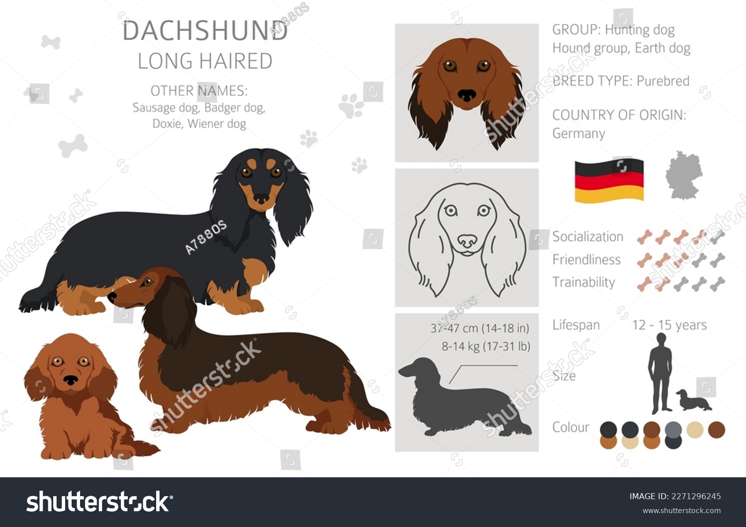 SVG of Dachshund long haired clipart. Different poses, coat colors set.  Vector illustration svg