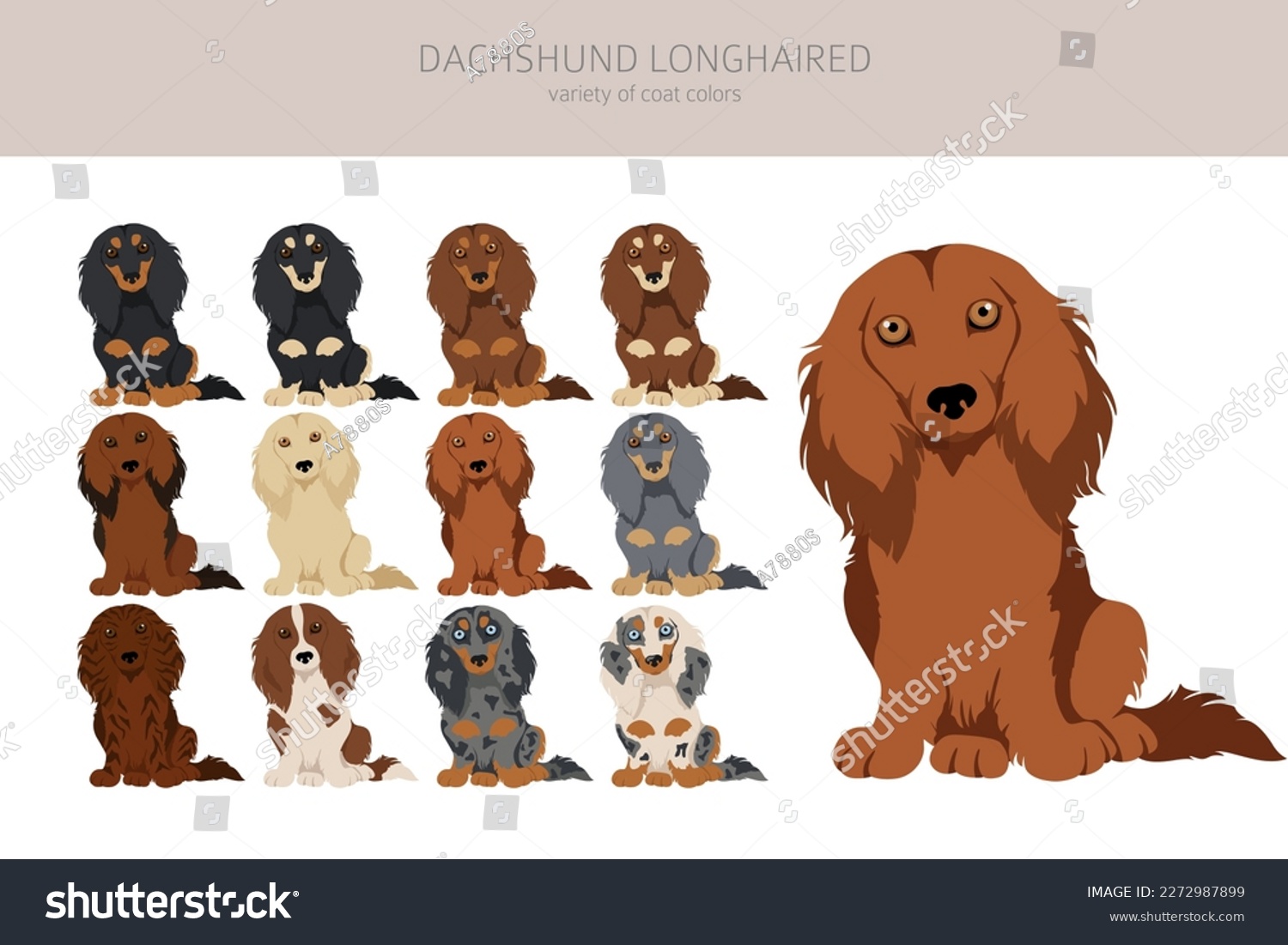 SVG of Dachshund long haired clipart. Different poses, coat colors set.  Vector illustration svg