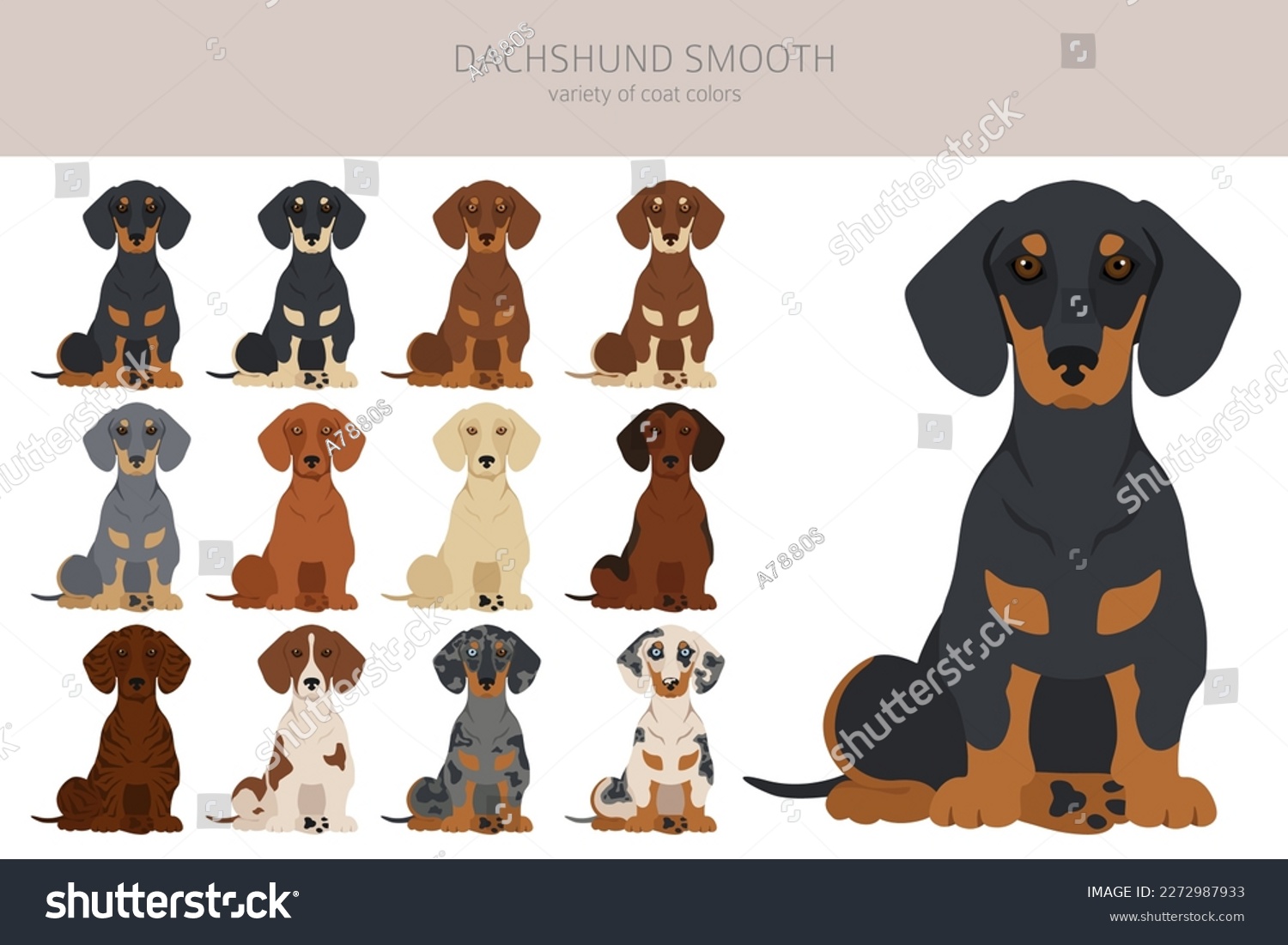 SVG of Dachshund short haired clipart. Different poses, coat colors set.  Vector illustration svg