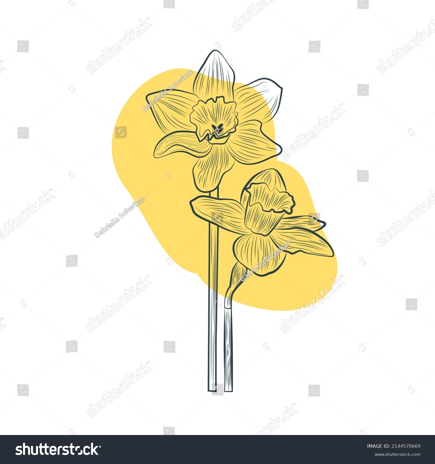 SVG of Daffodil flower in yellow color continuous line drawing. Blossoming Narcissus in spring isolated on white background. Garden flower with minimalist design in hand drawn style. Vector illustration svg