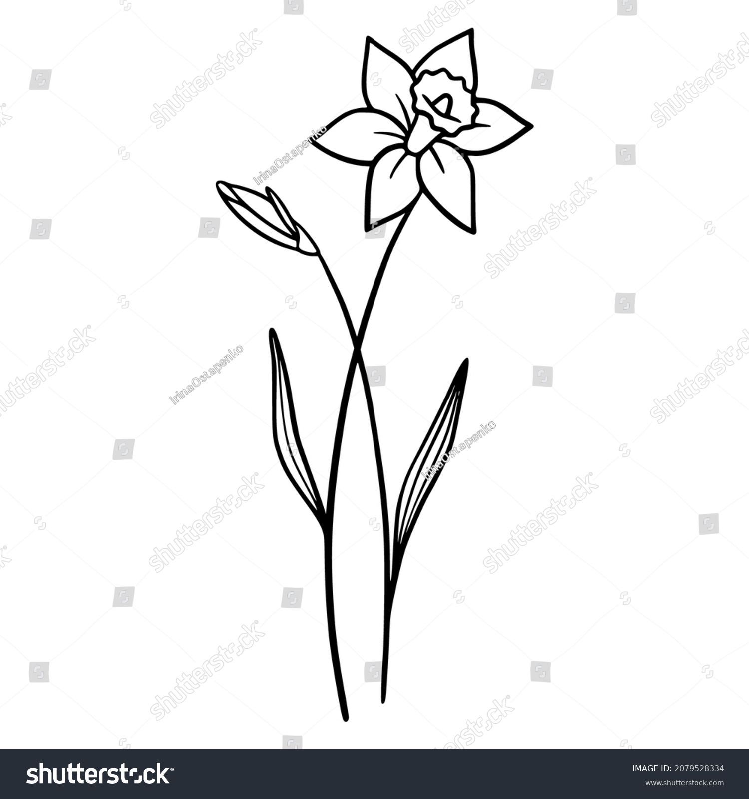 SVG of Daffodil flowers on white background. Hand-drawn illustration of a Daffodil flower. Drawing, line art, ink, vector. svg