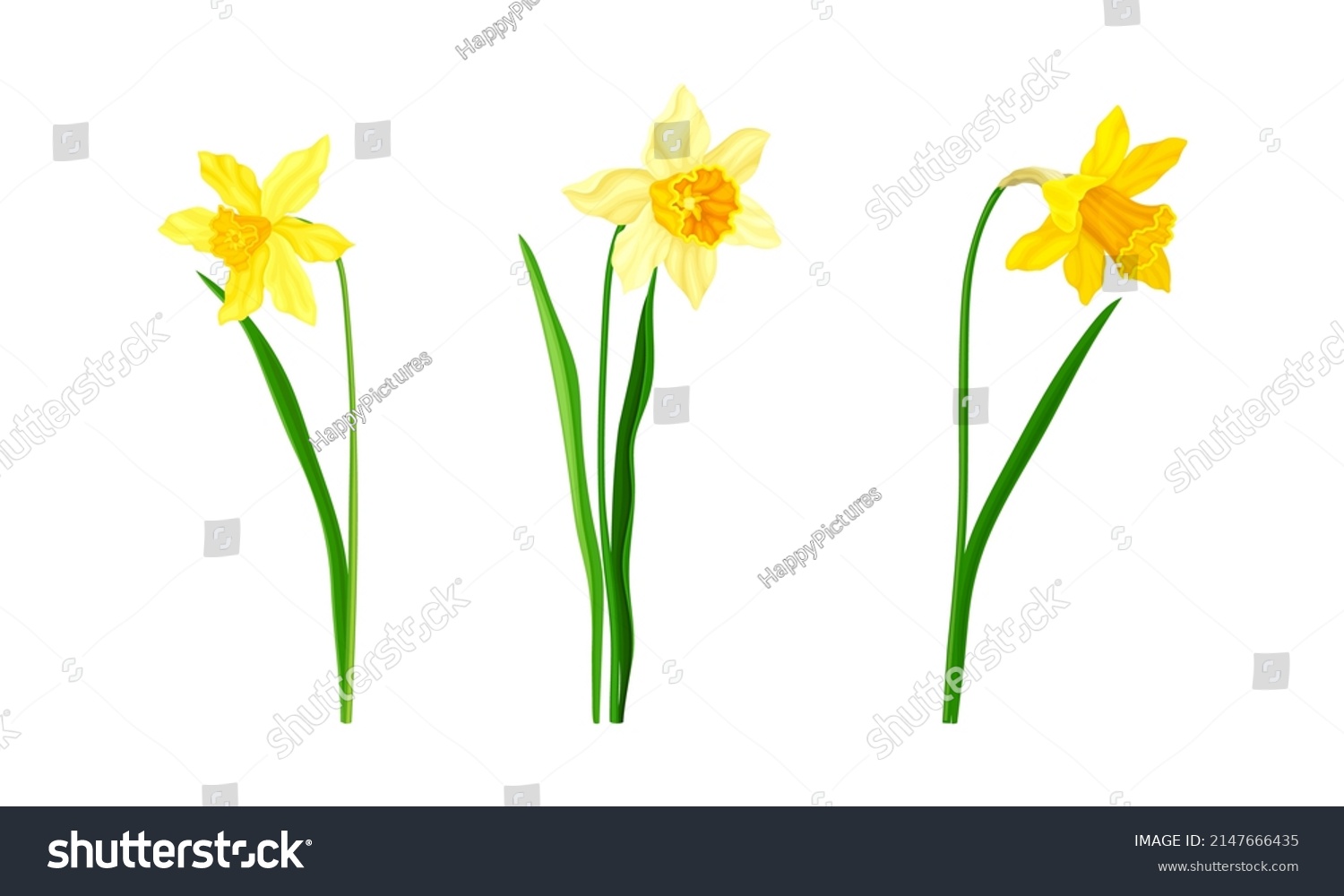 SVG of Daffodil or Jonquil Spring Flowering Plant with Yellow Flower and Leafless Stem Vector Set svg