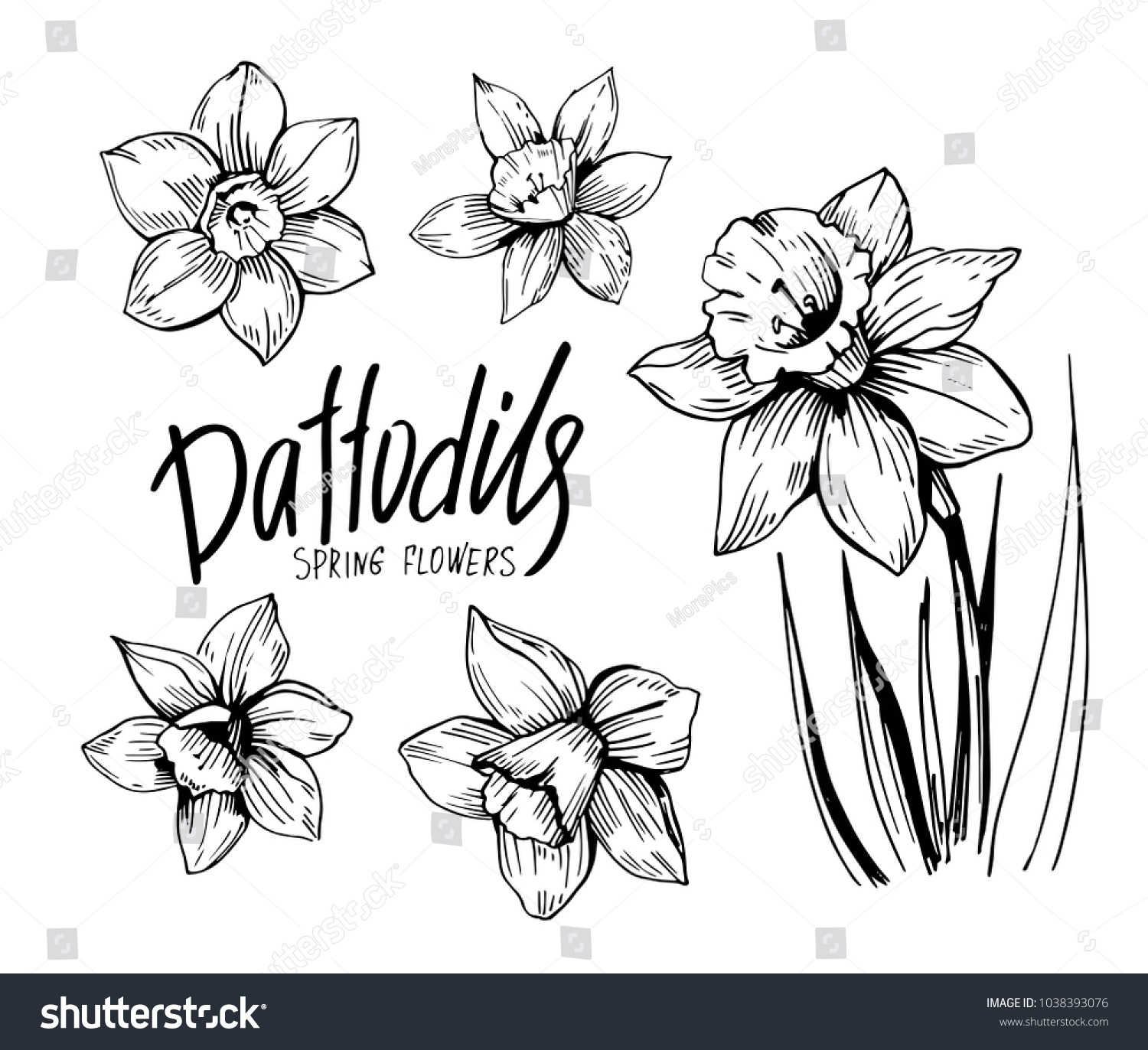 SVG of Daffodils hand drawn sketch. Spring flowers. Vector illustration svg