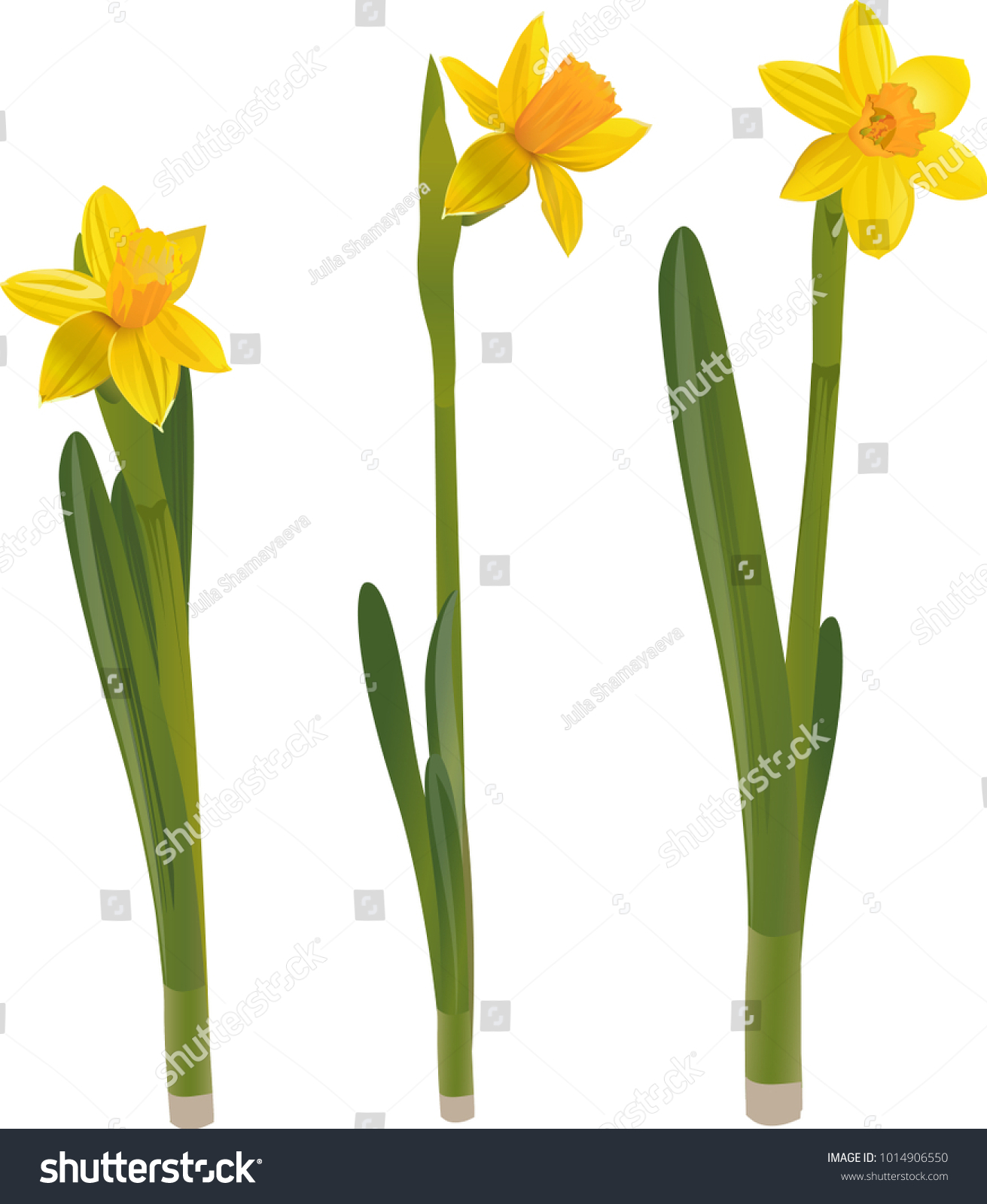 SVG of Daffodils on a white background. Vector illustration. svg