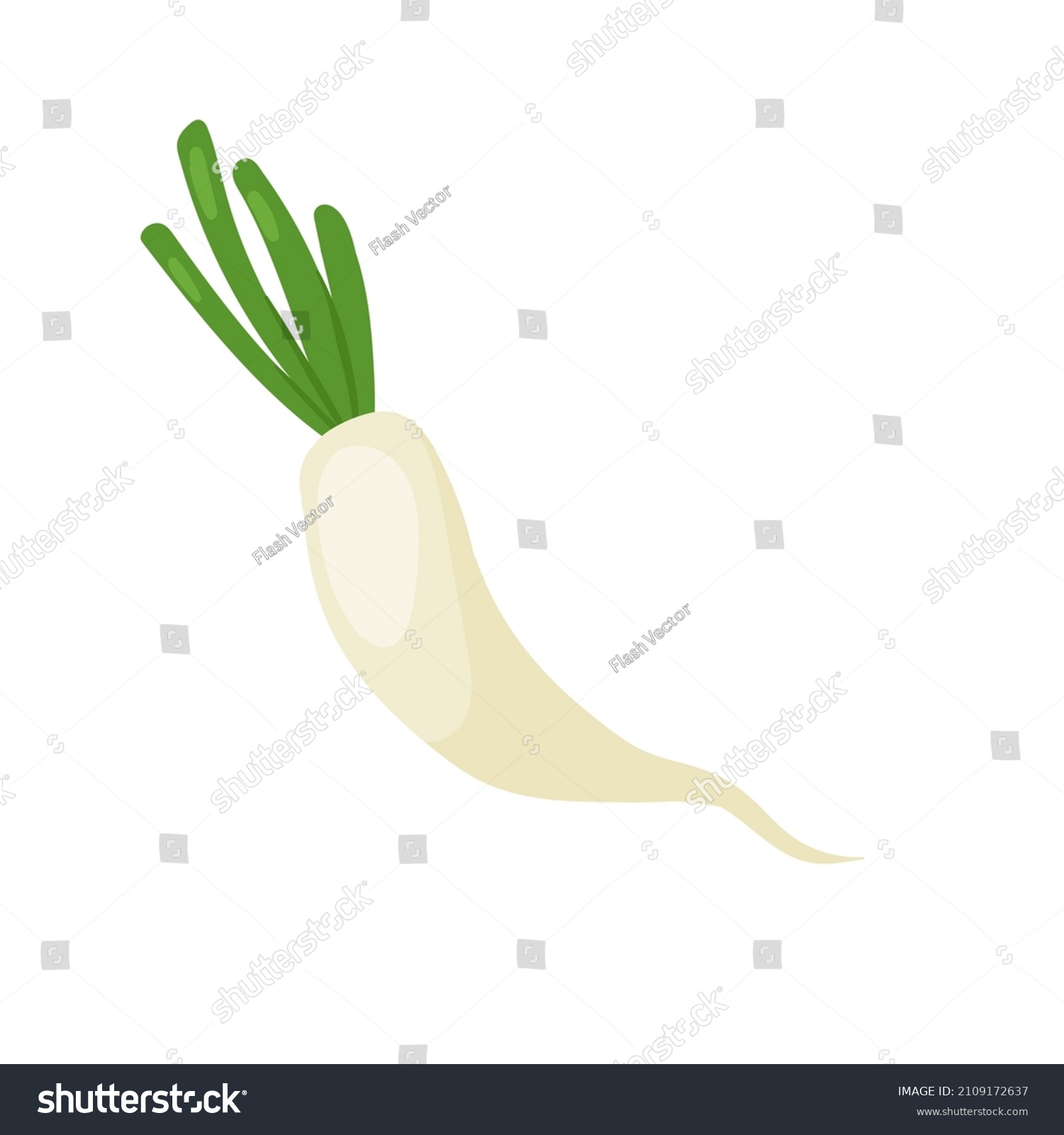 Daikon Stock Illustrations Images And Vectors Shutterstock 1112