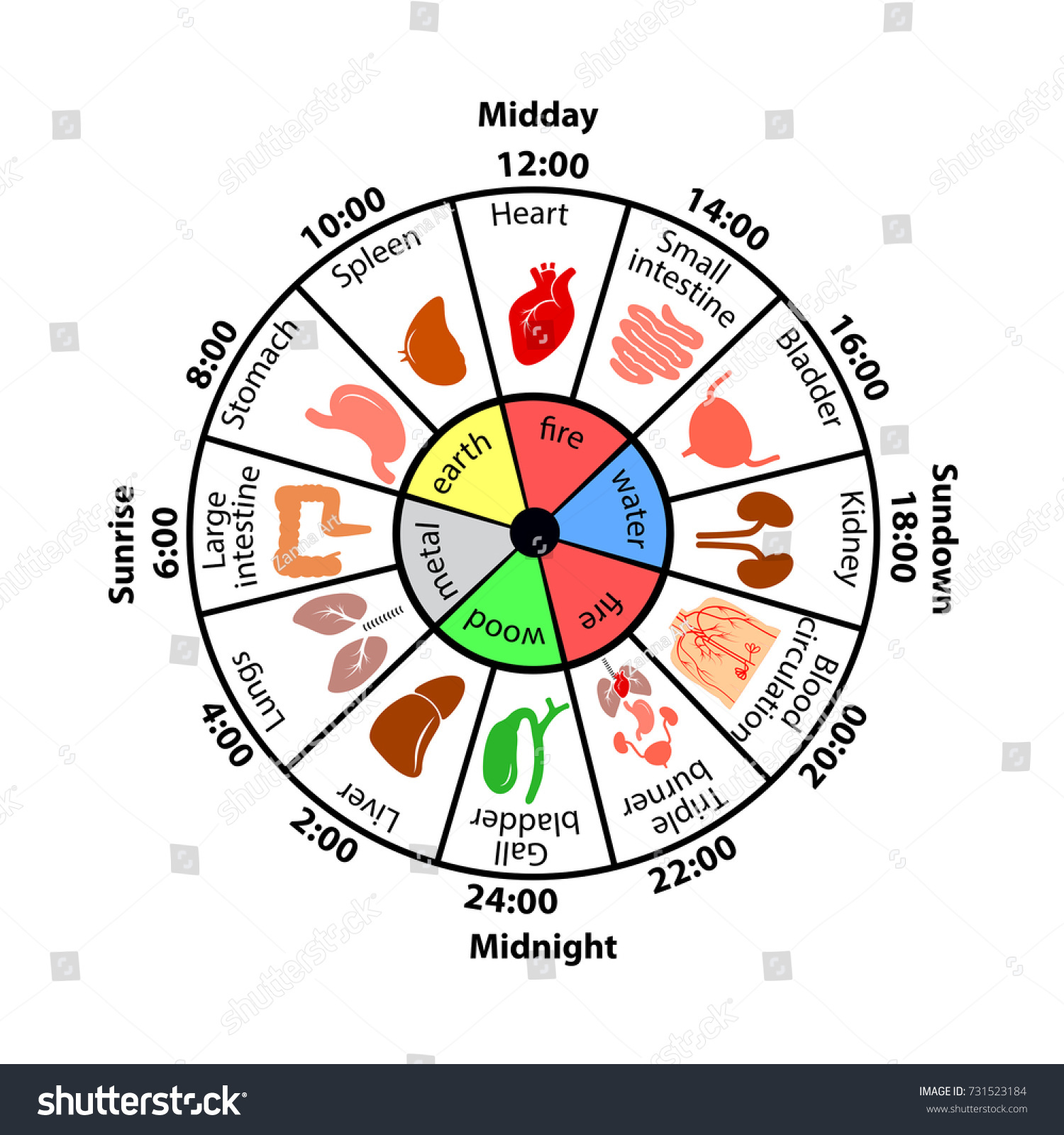 1-612-im-genes-de-organ-clock-im-genes-fotos-y-vectores-de-stock