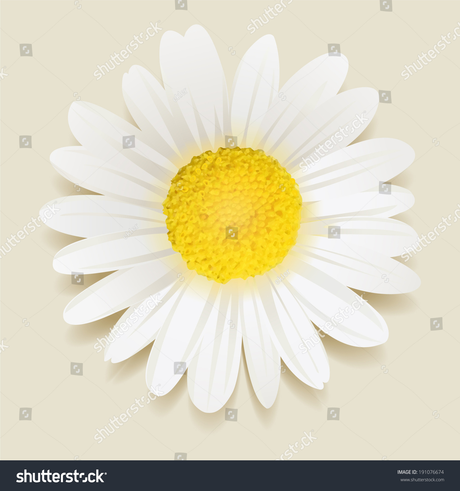 Daisy Flower Stock Vector Illustration 191076674 : Shutterstock