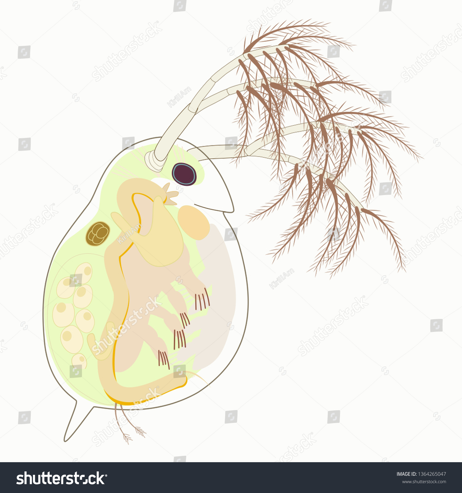 27 Daphnia Magna Images Stock Photos And Vectors Shutterstock